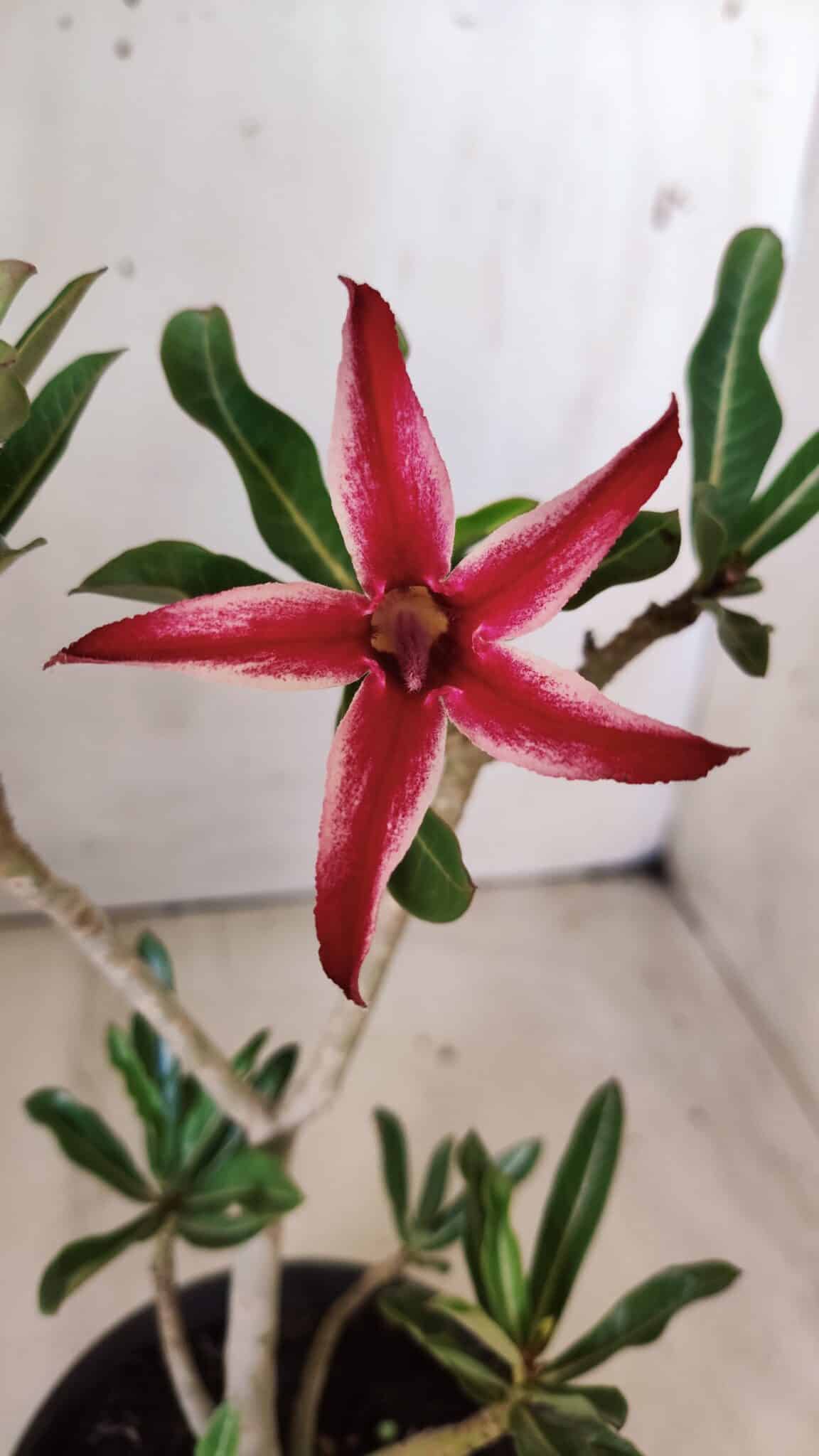 Planta Simples 2636 – 30cm – 02 anos