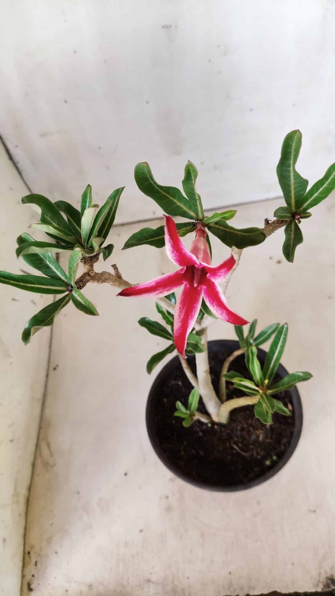 Planta Simples 2636 – 30cm – 02 anos