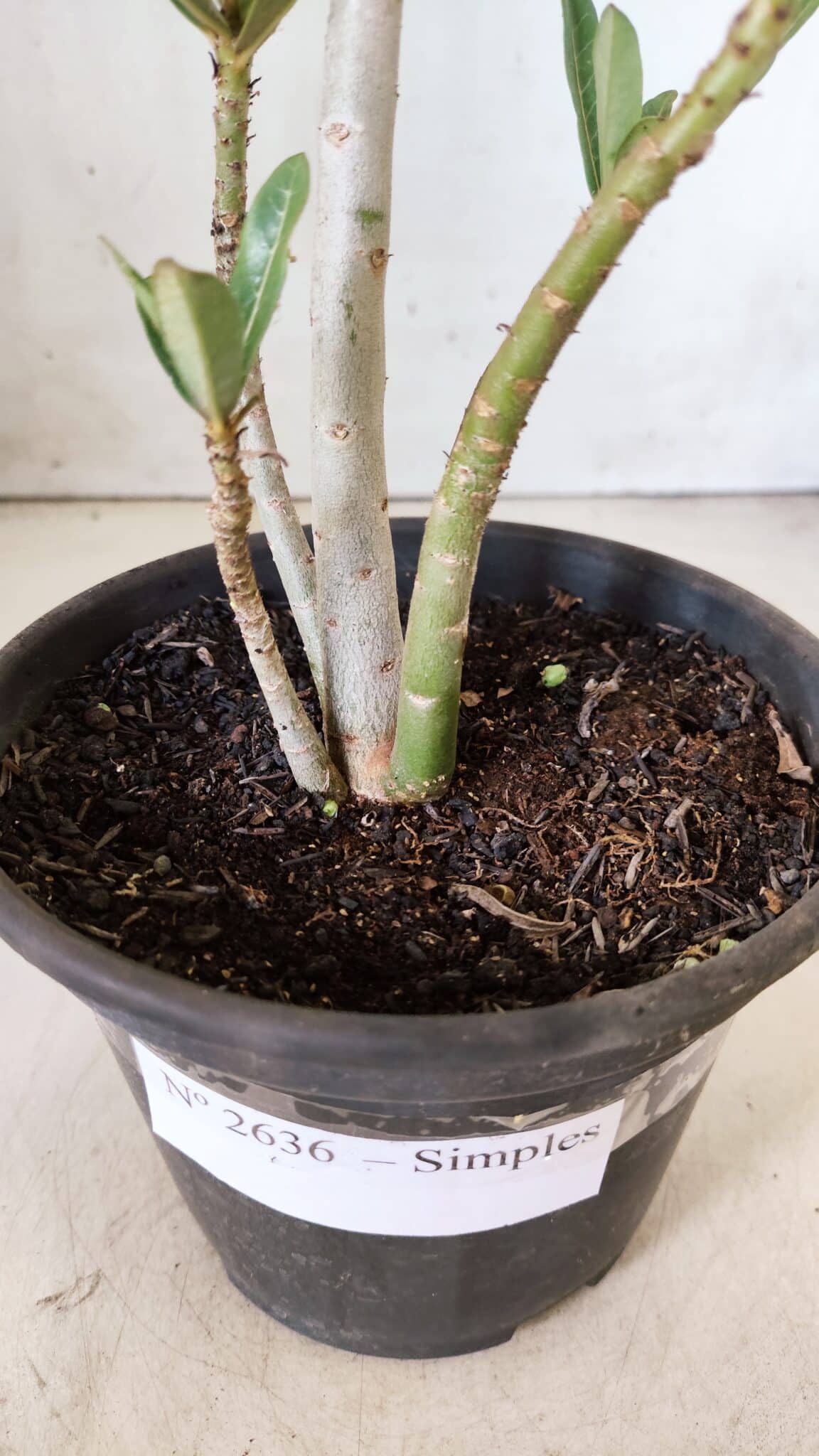 Planta Simples 2636 – 30cm – 02 anos