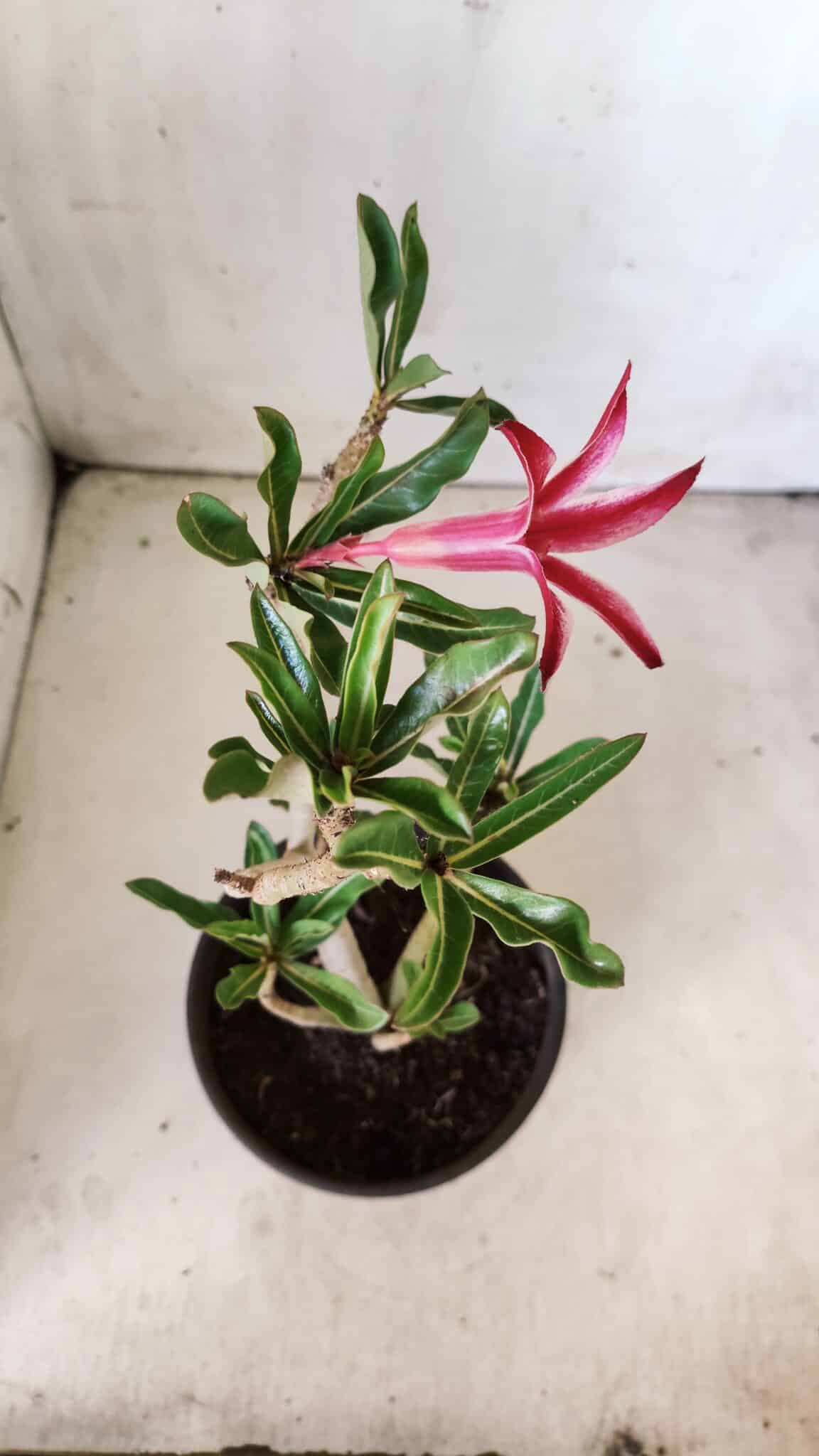 Planta Simples 2636 – 30cm – 02 anos