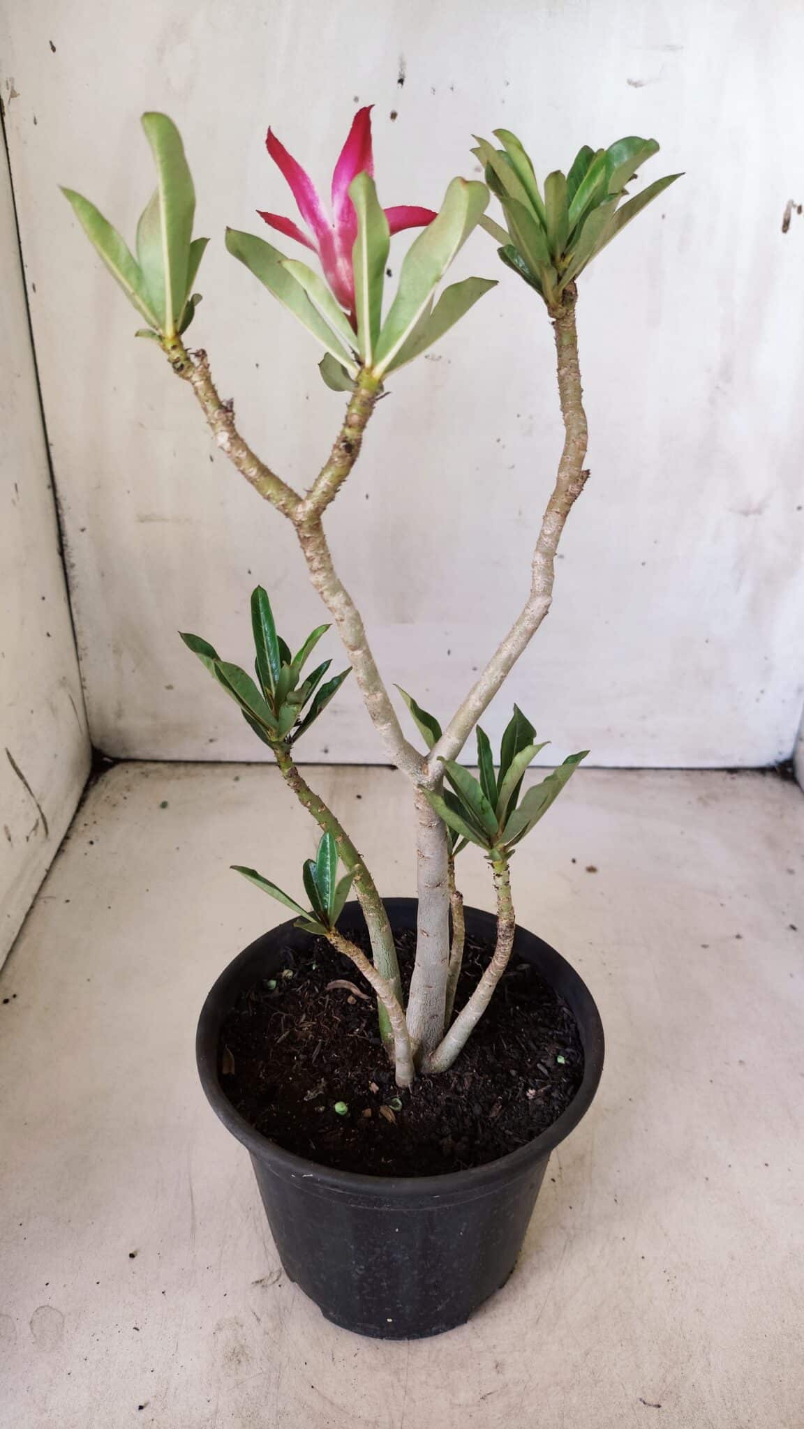 Planta Simples 2636 – 30cm – 02 anos