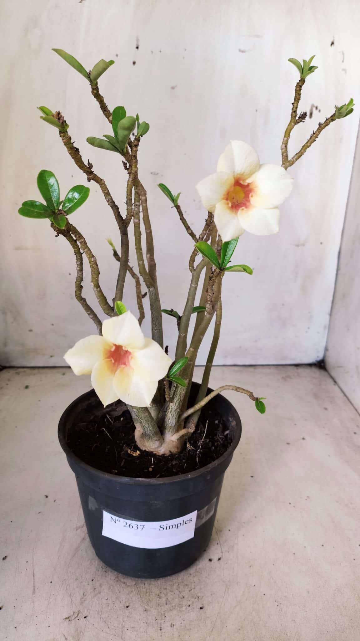 Planta Simples 2637 – 30cm – 02 anos