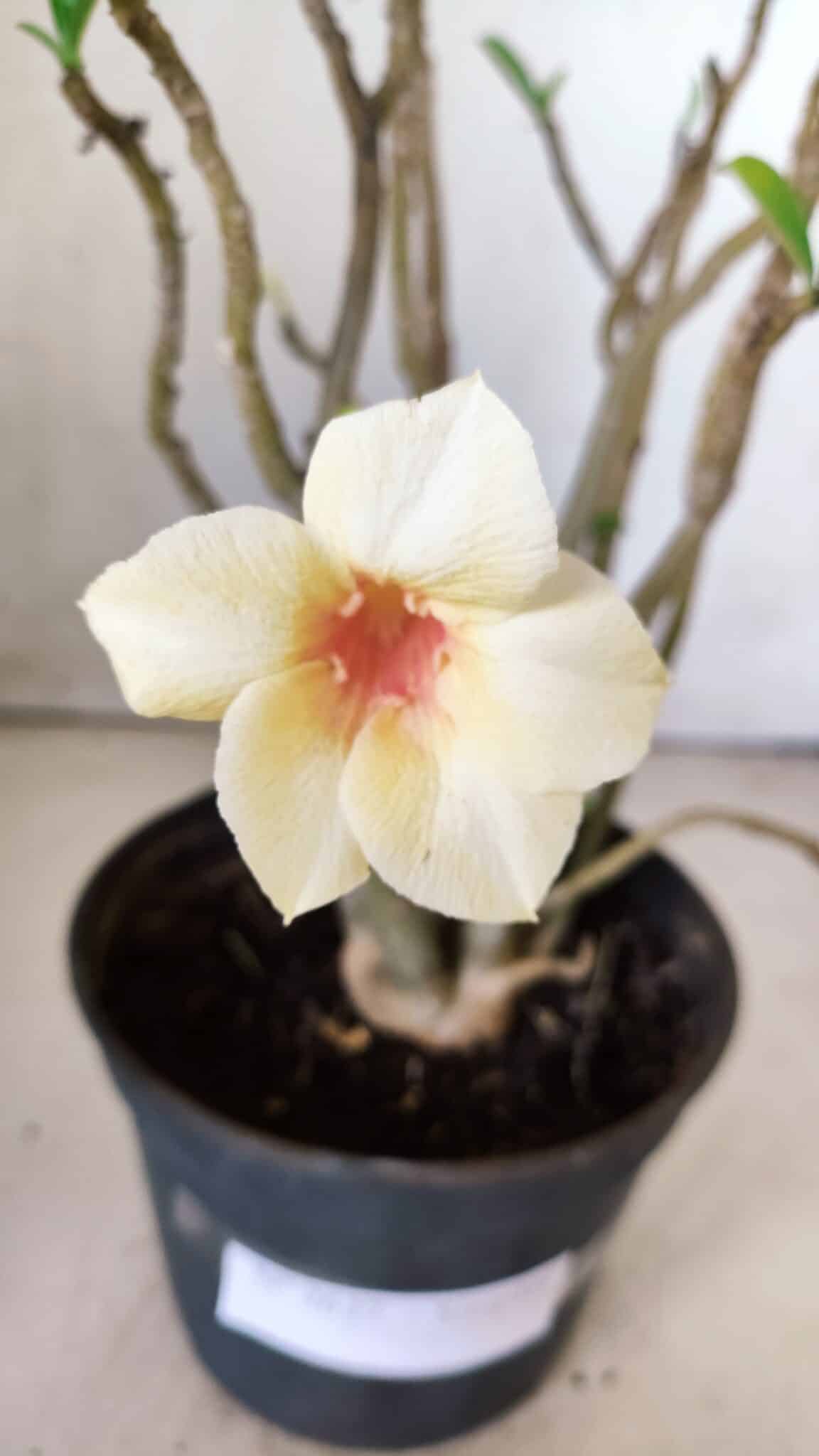 Planta Simples 2637 – 30cm – 02 anos