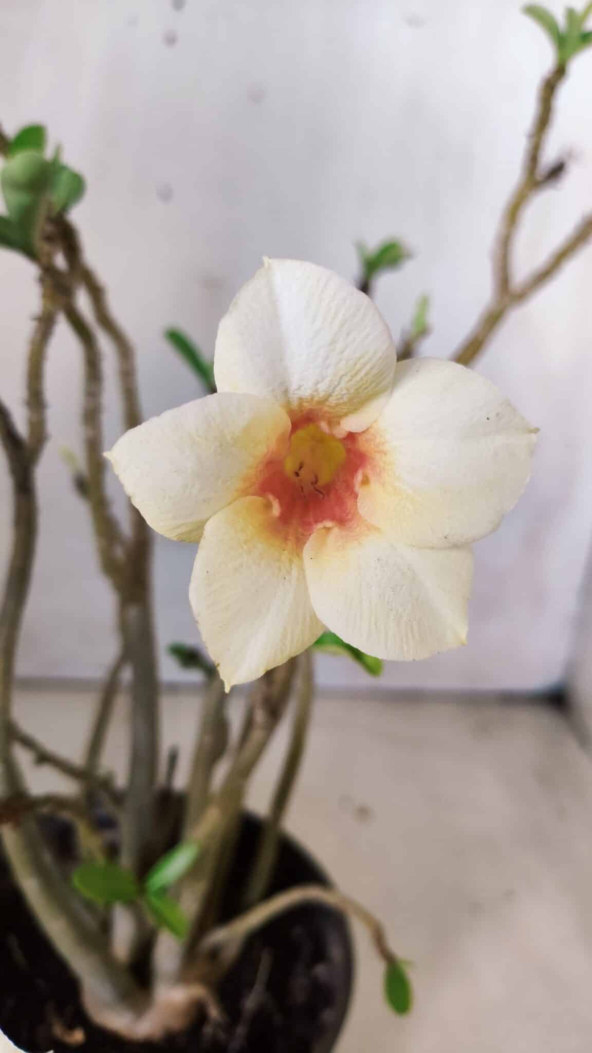 Planta Simples 2637 – 30cm – 02 anos