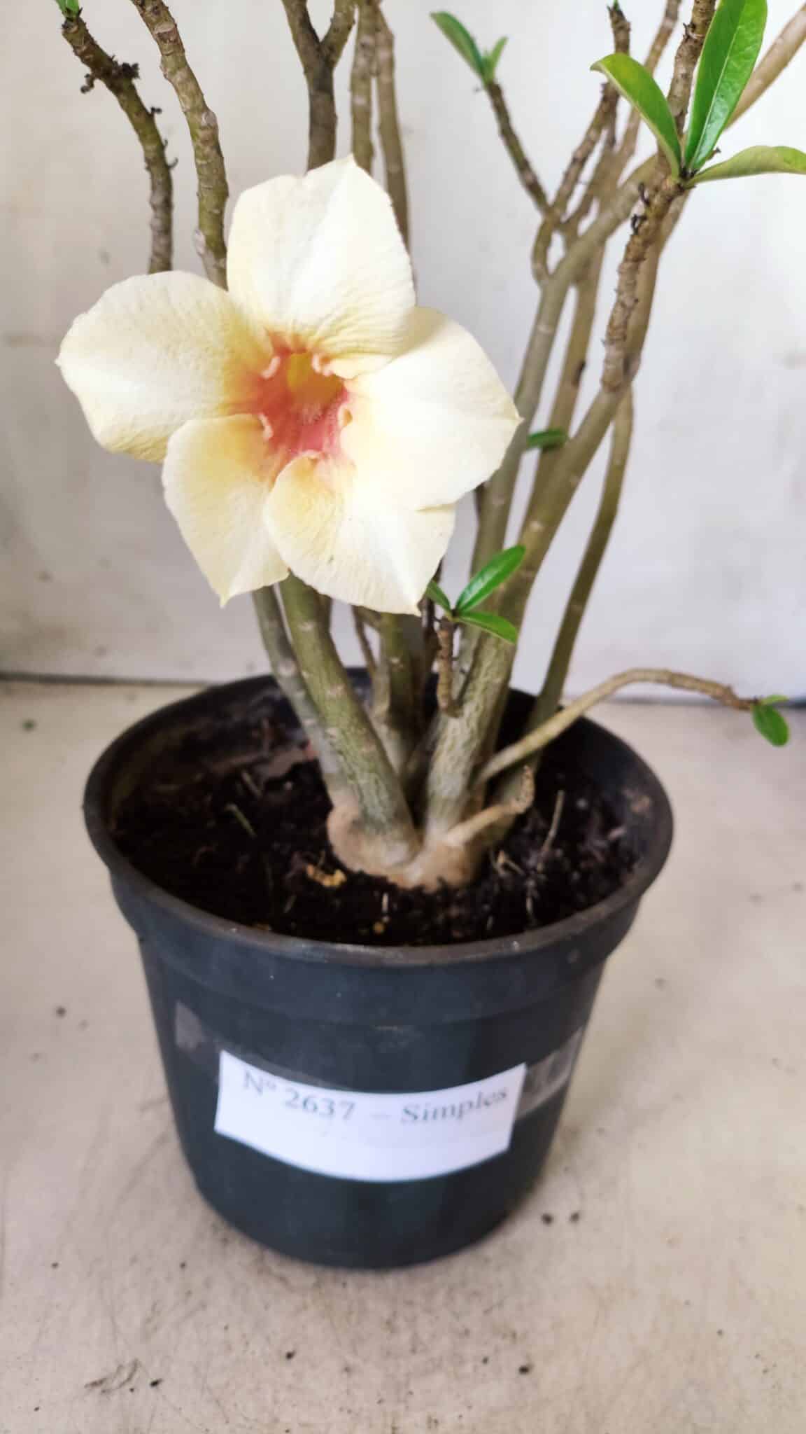Planta Simples 2637 – 30cm – 02 anos