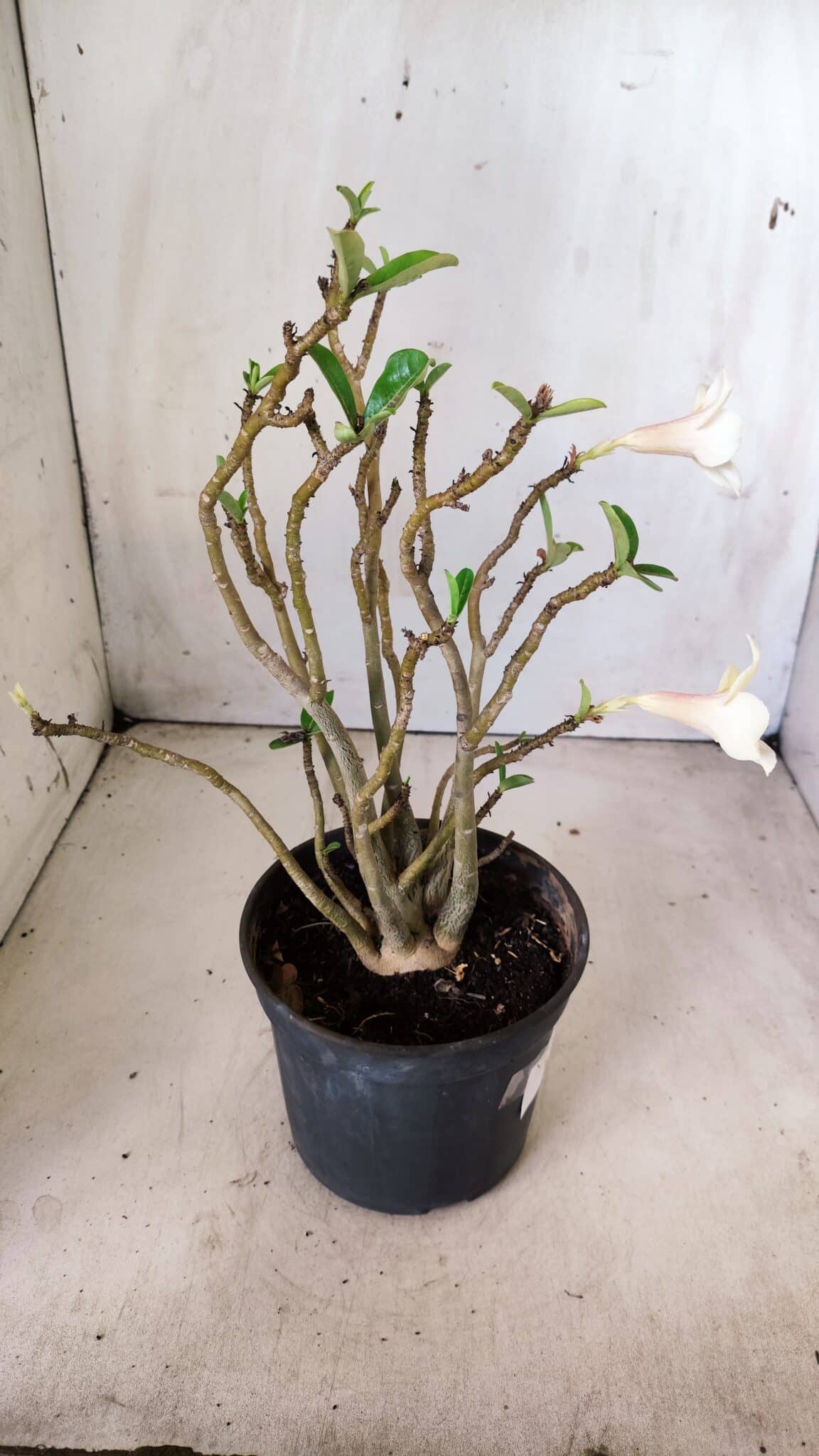 Planta Simples 2637 – 30cm – 02 anos