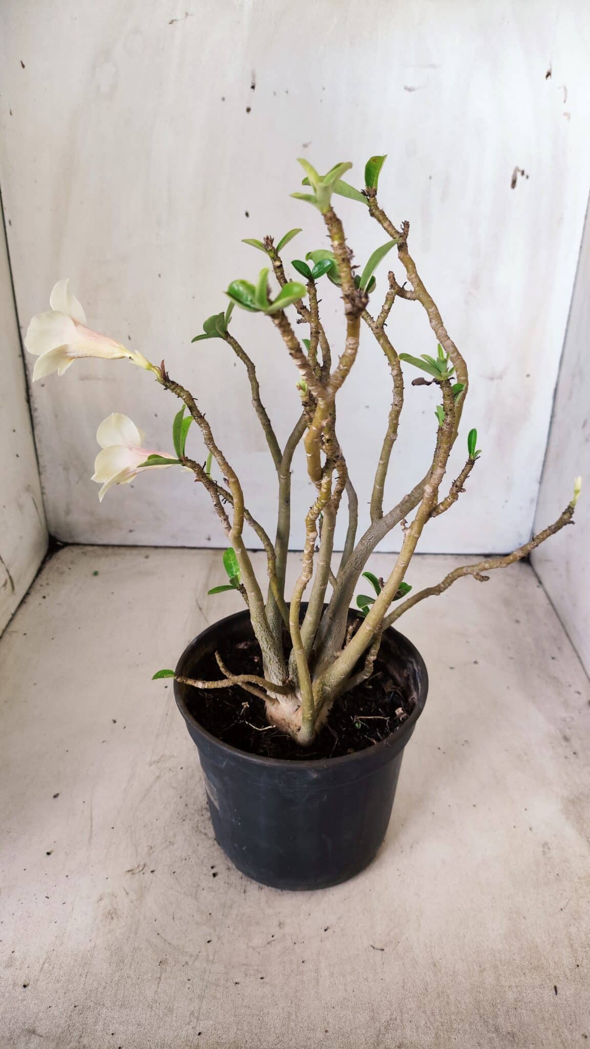 Planta Simples 2637 – 30cm – 02 anos