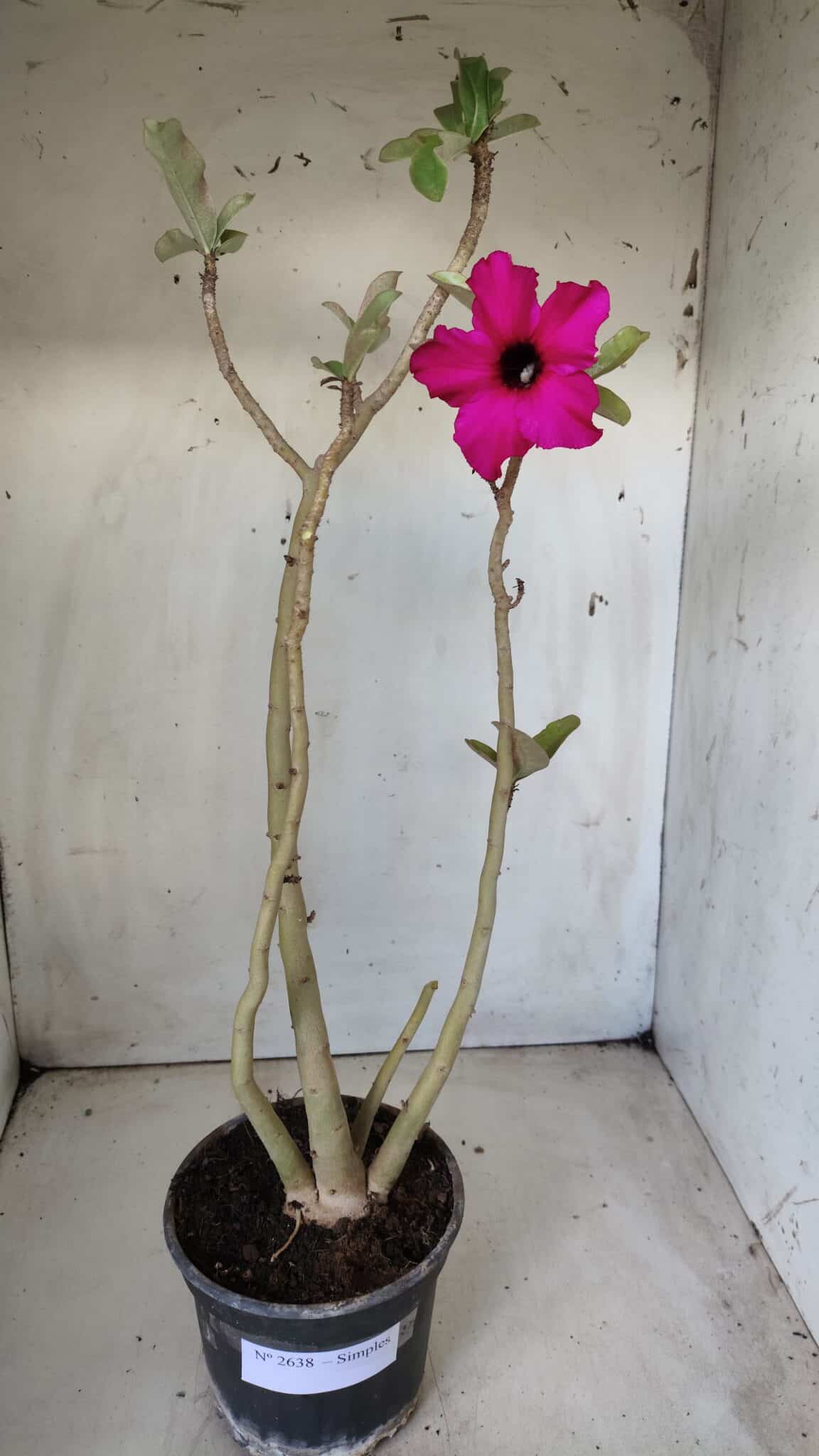 Planta Simples 2638 – 40cm – 03 anos