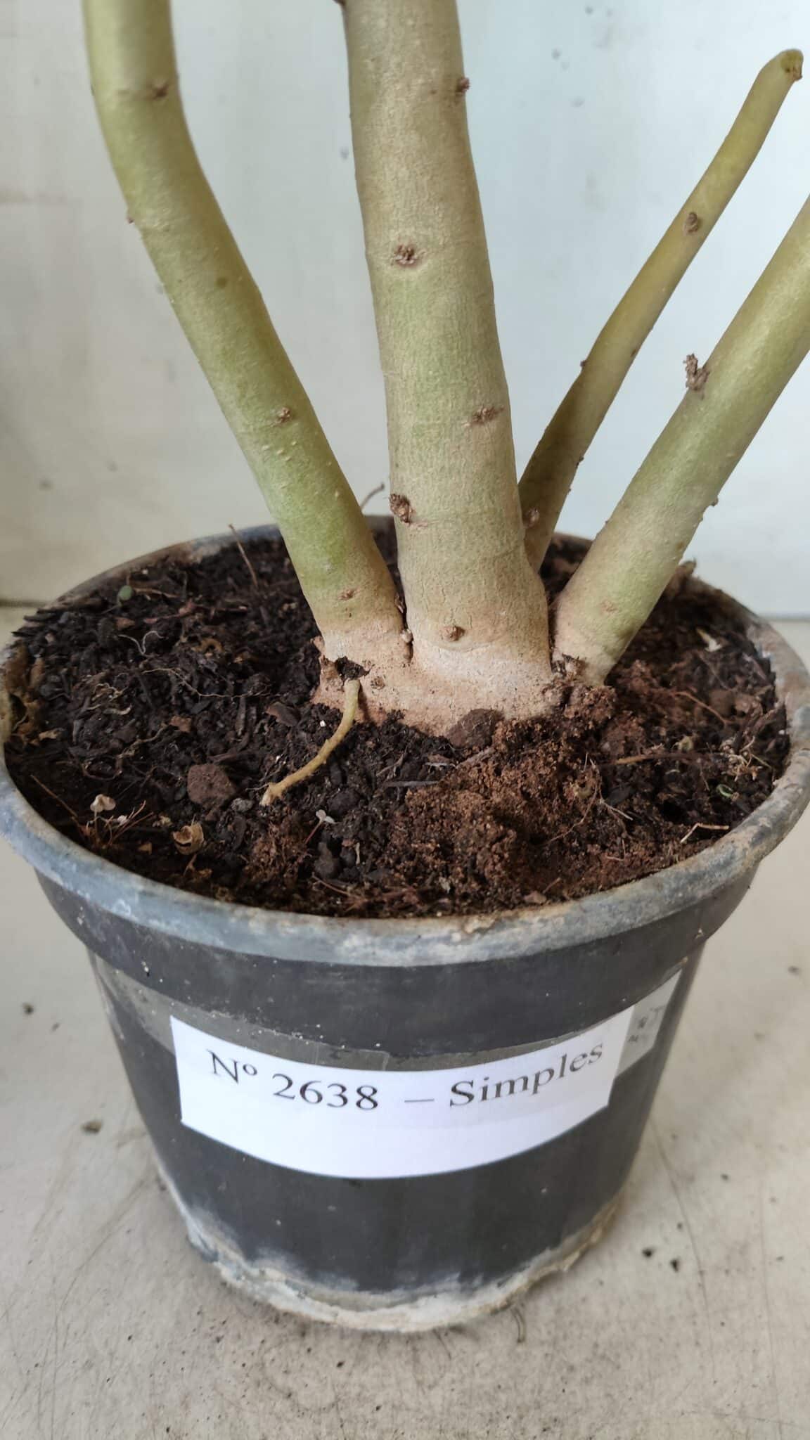 Planta Simples 2638 – 40cm – 03 anos