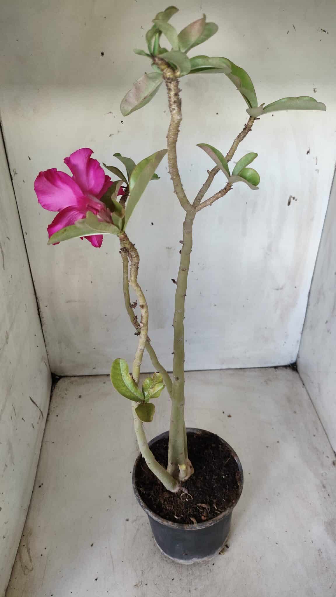 Planta Simples 2638 – 40cm – 03 anos