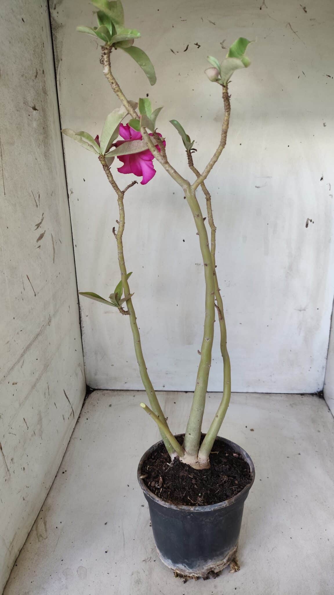 Planta Simples 2638 – 40cm – 03 anos