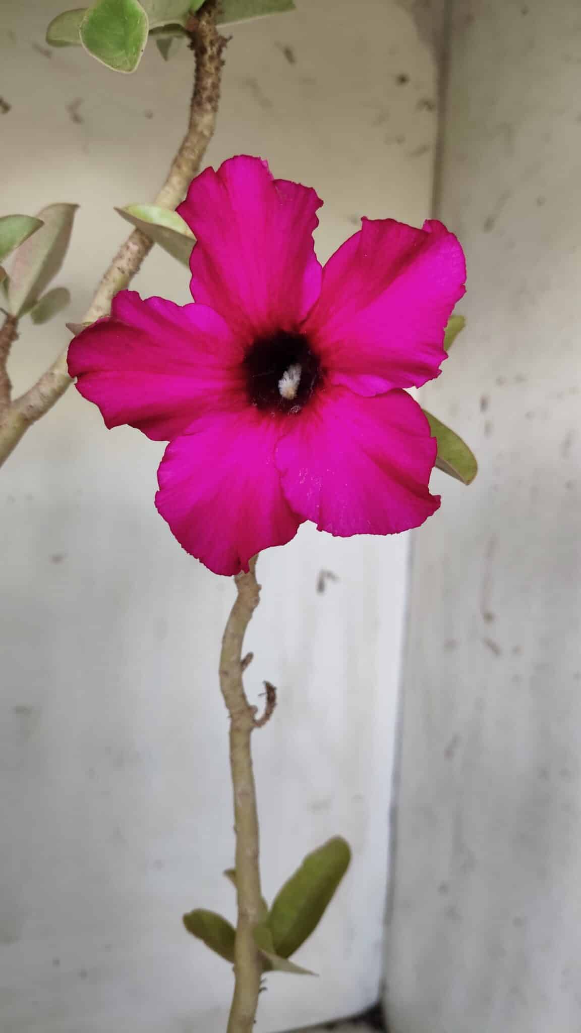 Planta Simples 2638 – 40cm – 03 anos