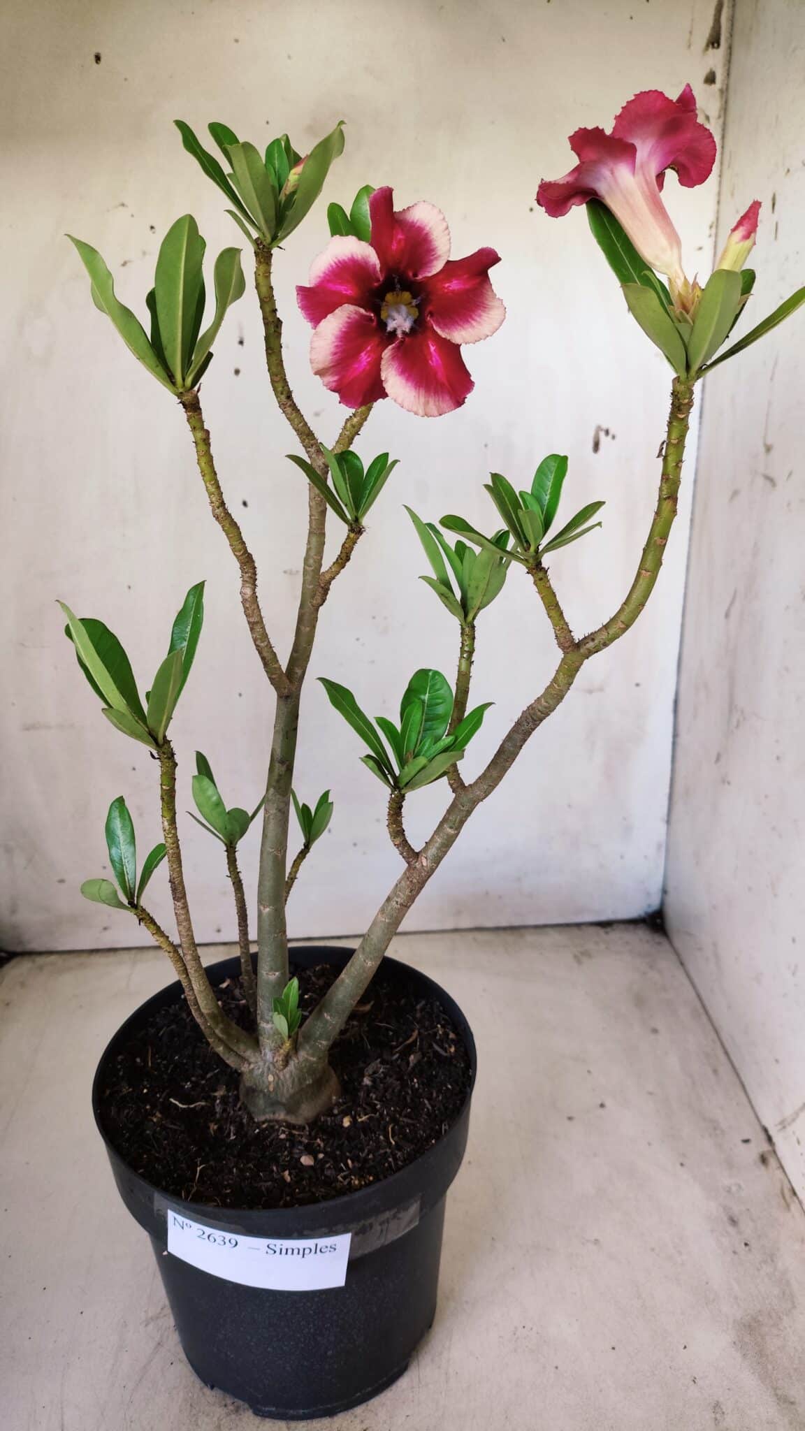 Planta Simples 2639 – 40cm – 03 anos