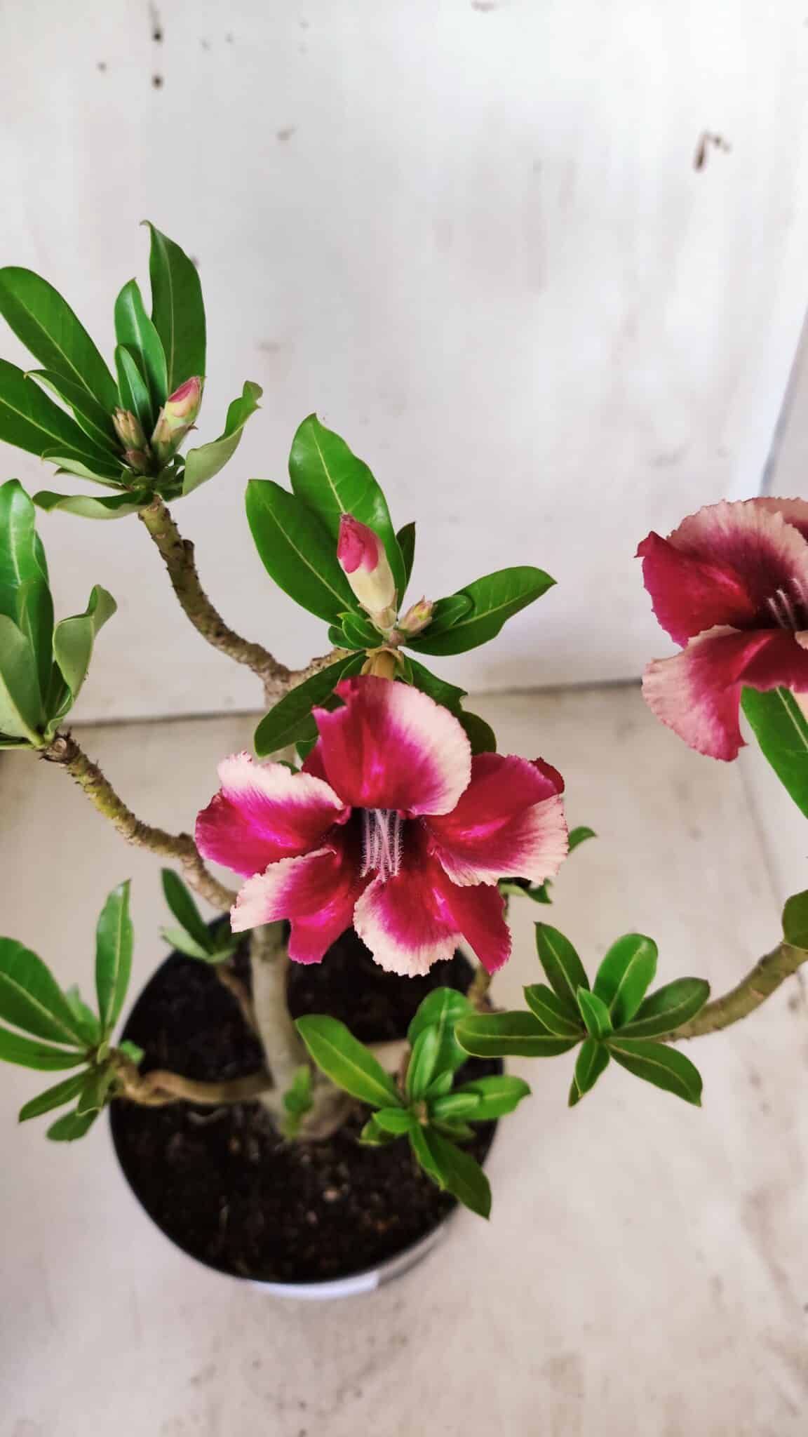 Planta Simples 2639 – 40cm – 03 anos