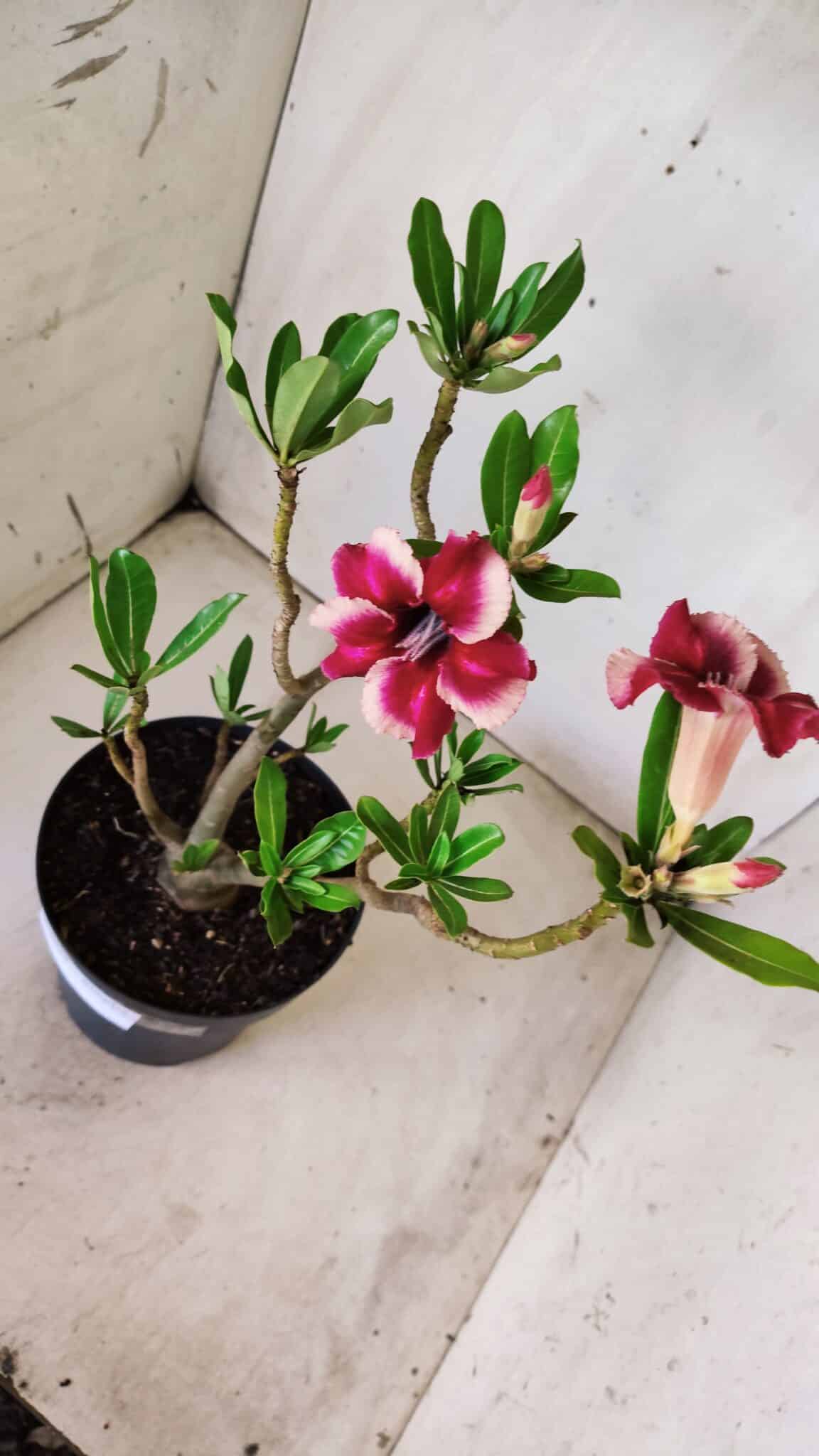 Planta Simples 2639 – 40cm – 03 anos