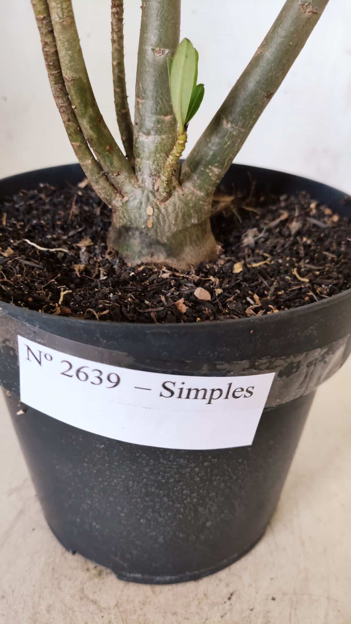 Planta Simples 2639 – 40cm – 03 anos
