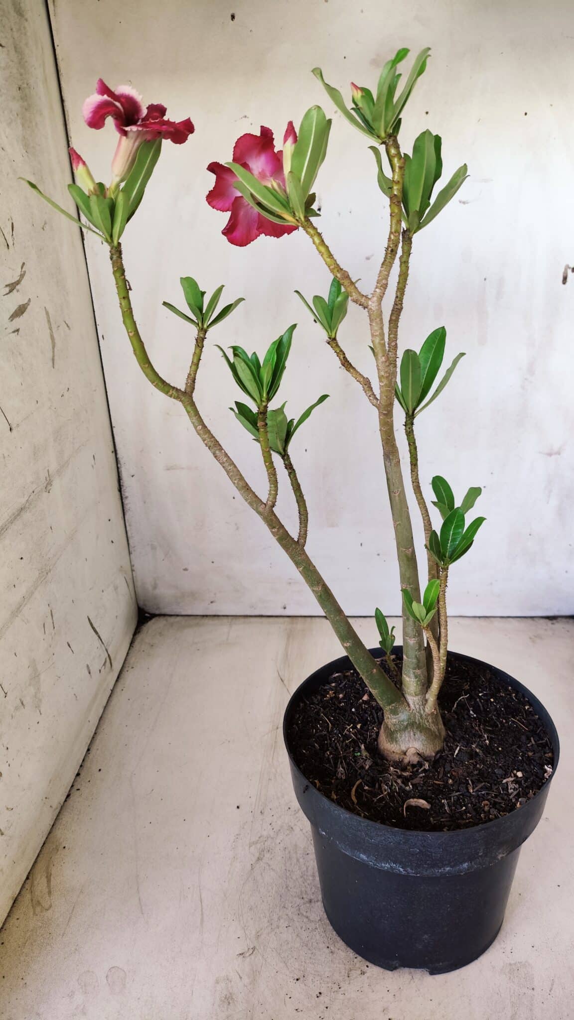 Planta Simples 2639 – 40cm – 03 anos