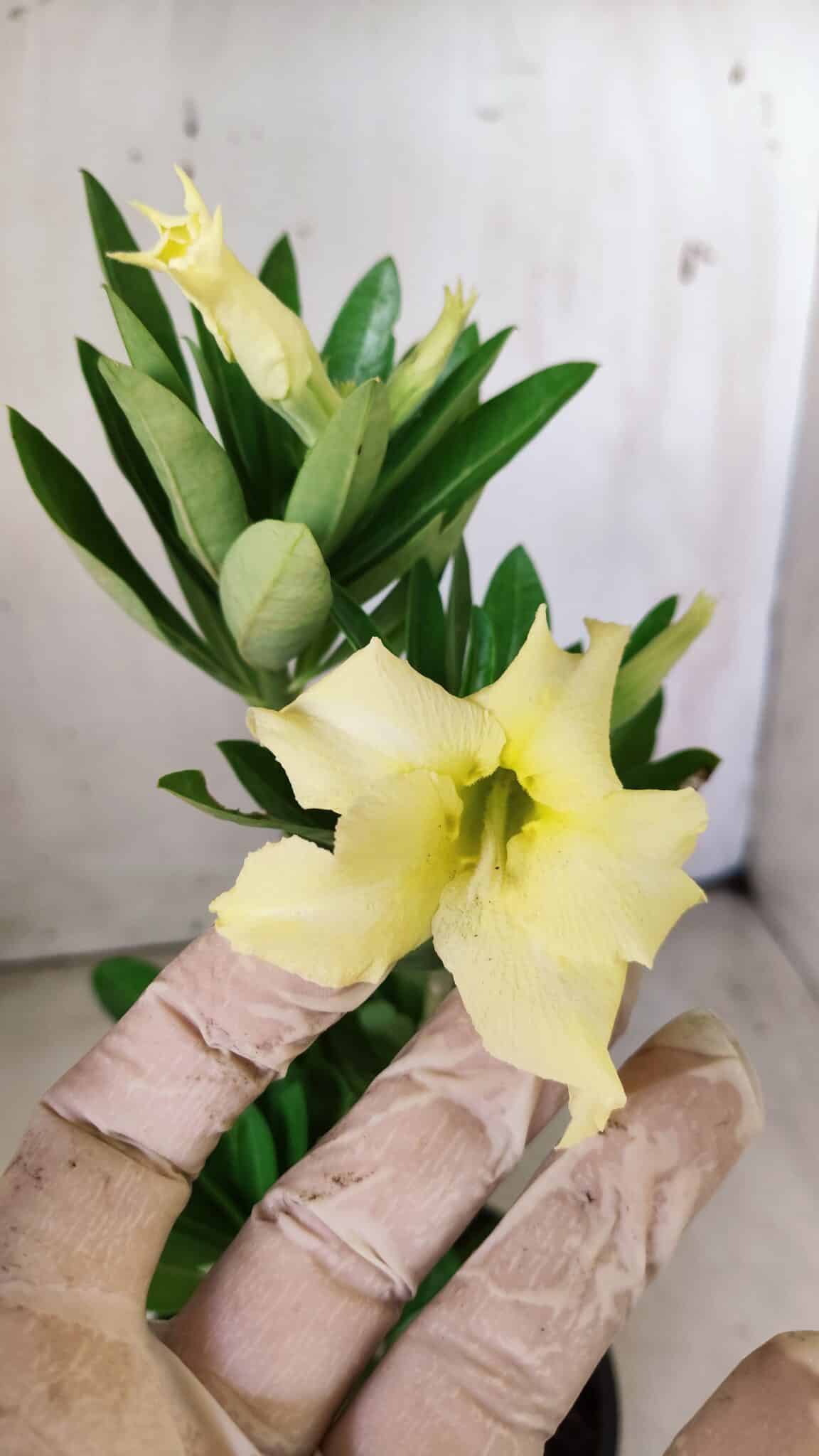 Planta Simples 2640 – 30cm – 02 anos