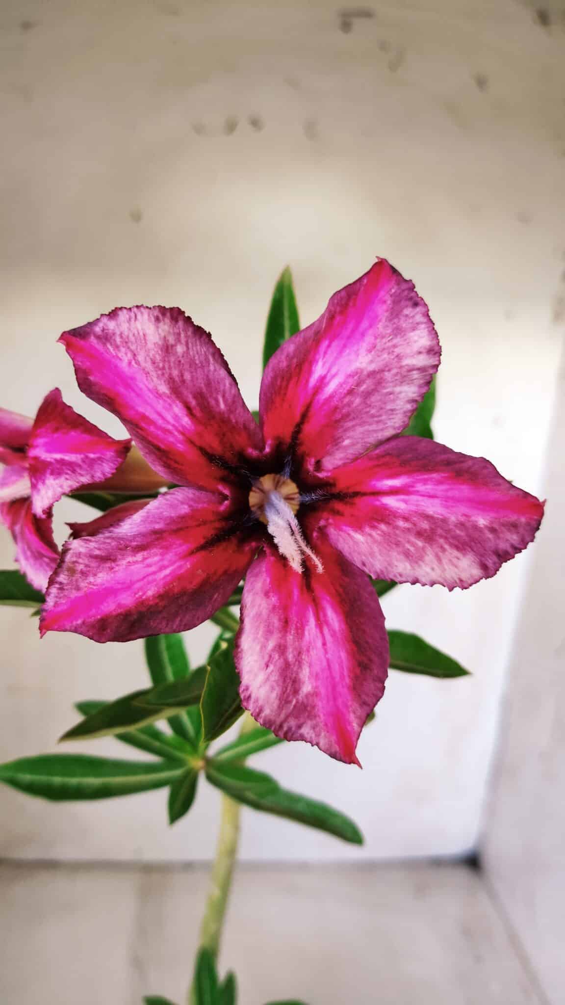Planta Simples 2641 – 30cm – 02 anos