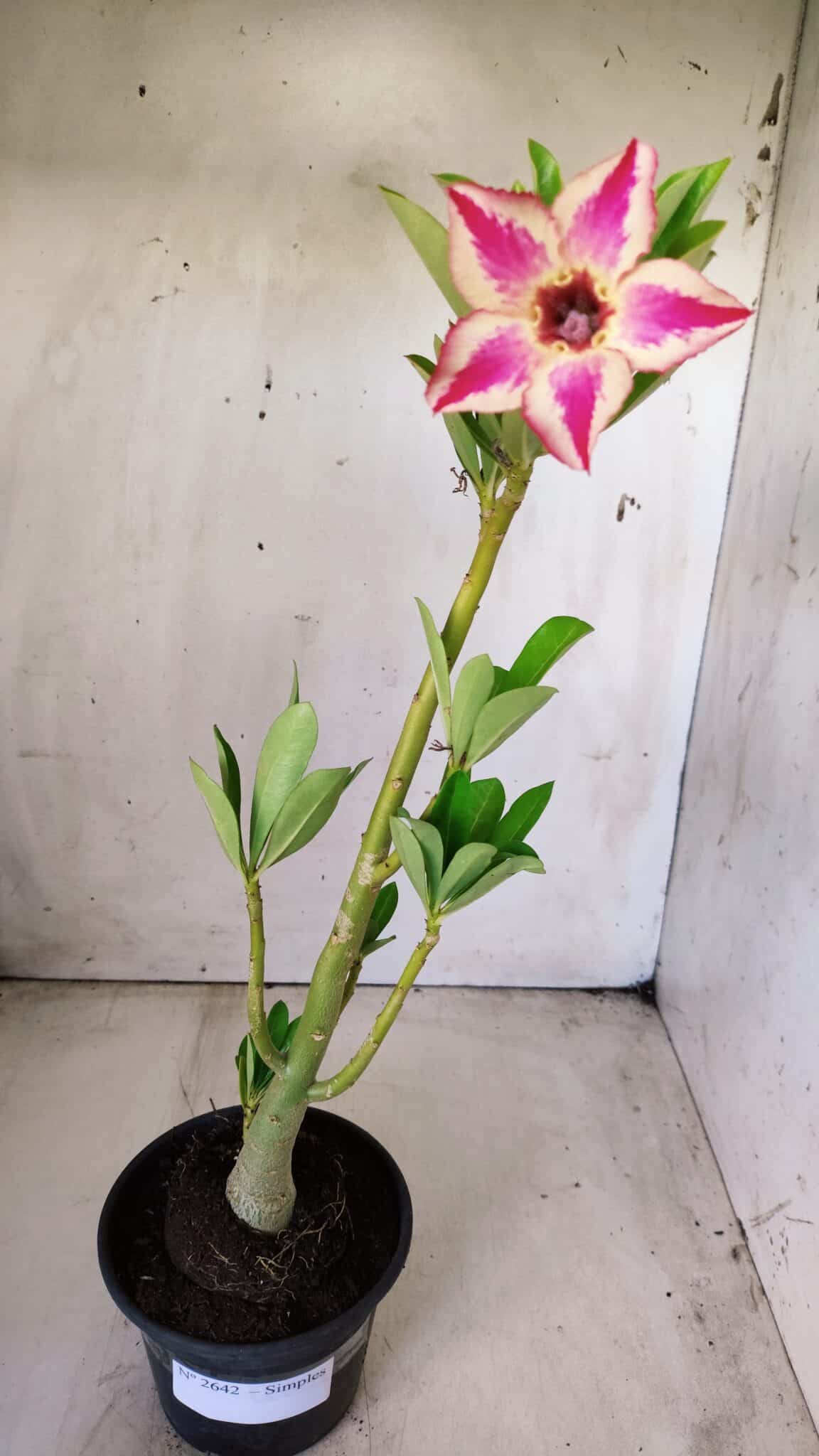 Planta Simples 2642 – 30cm – 02 anos