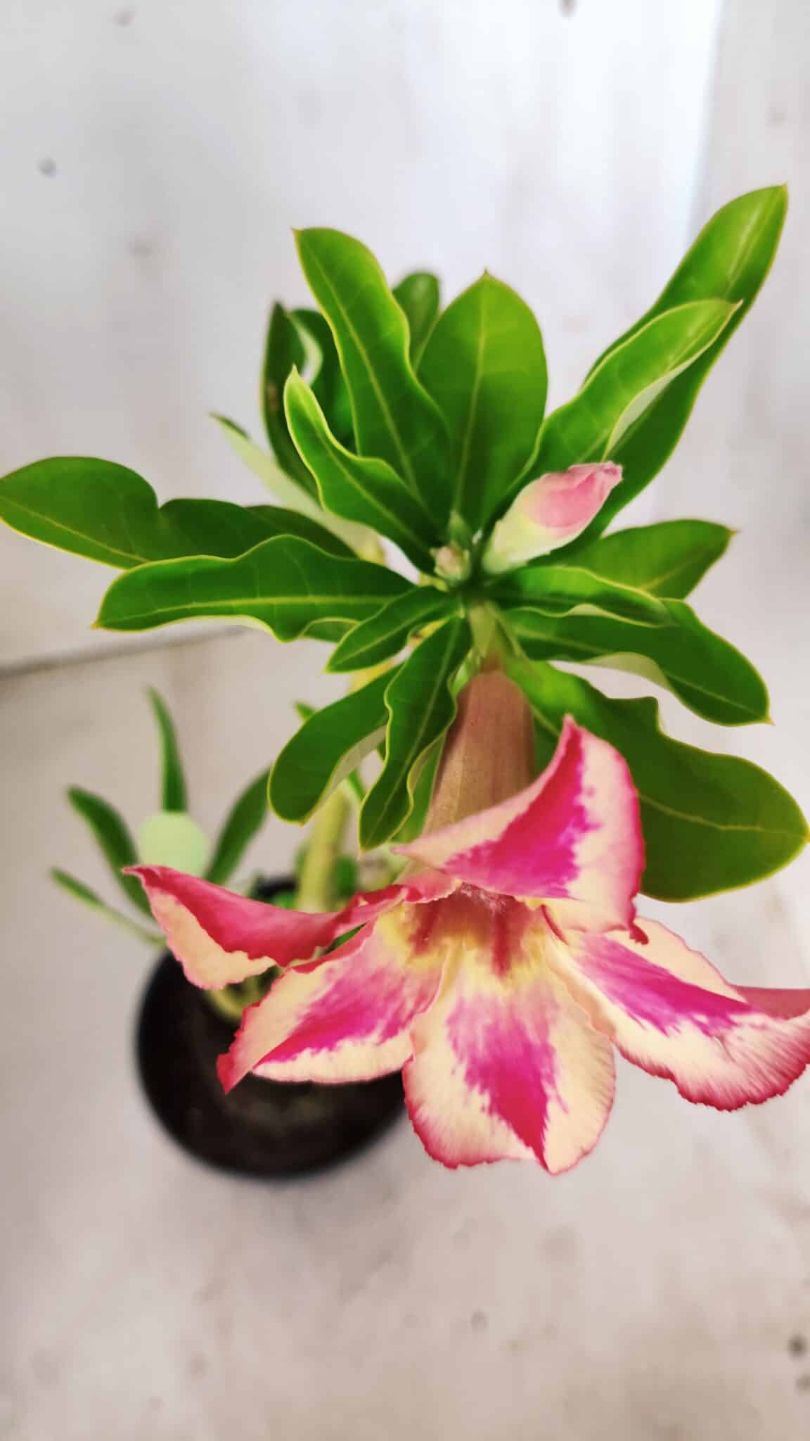 Planta Simples 2642 – 30cm – 02 anos