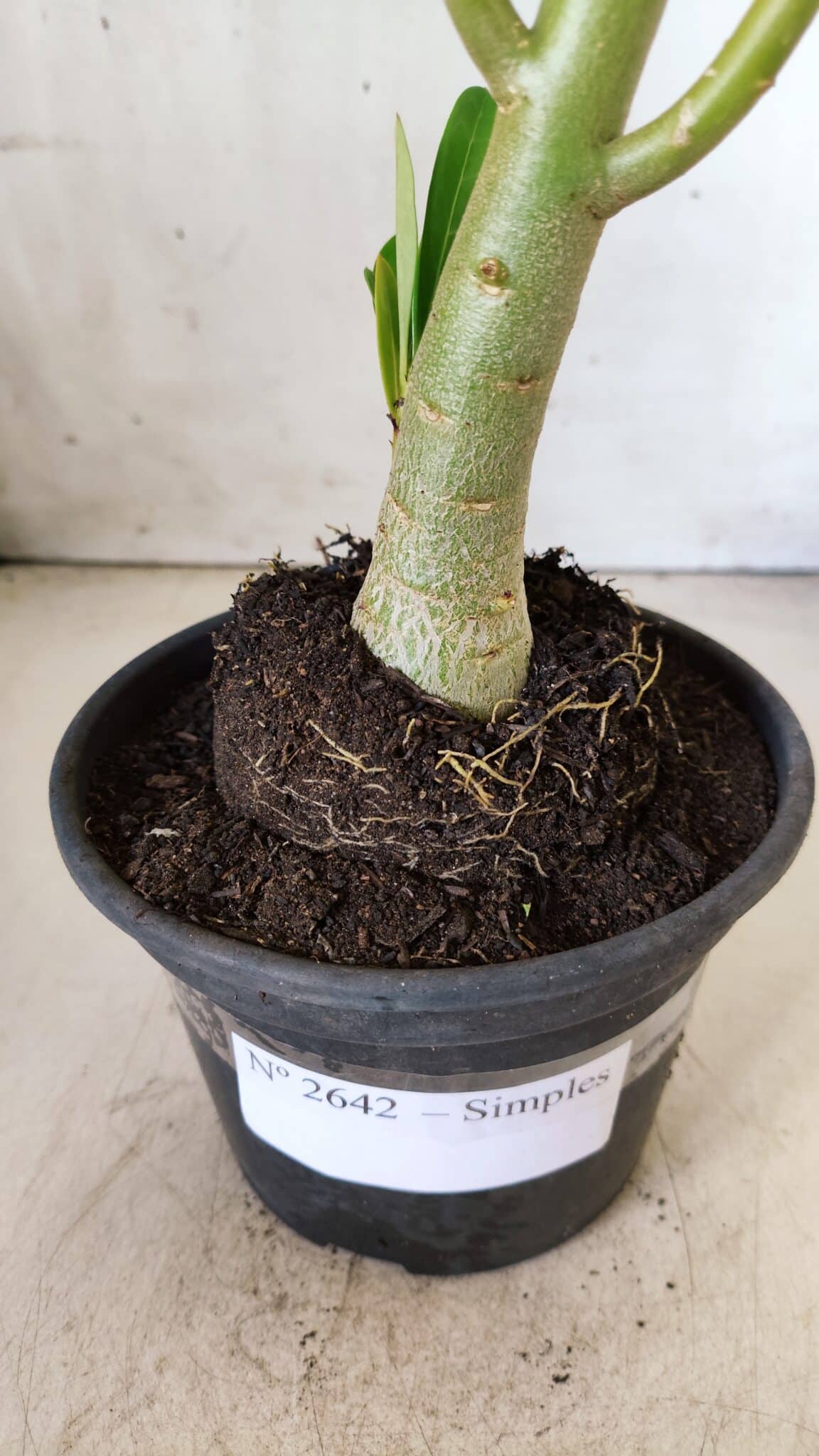 Planta Simples 2642 – 30cm – 02 anos