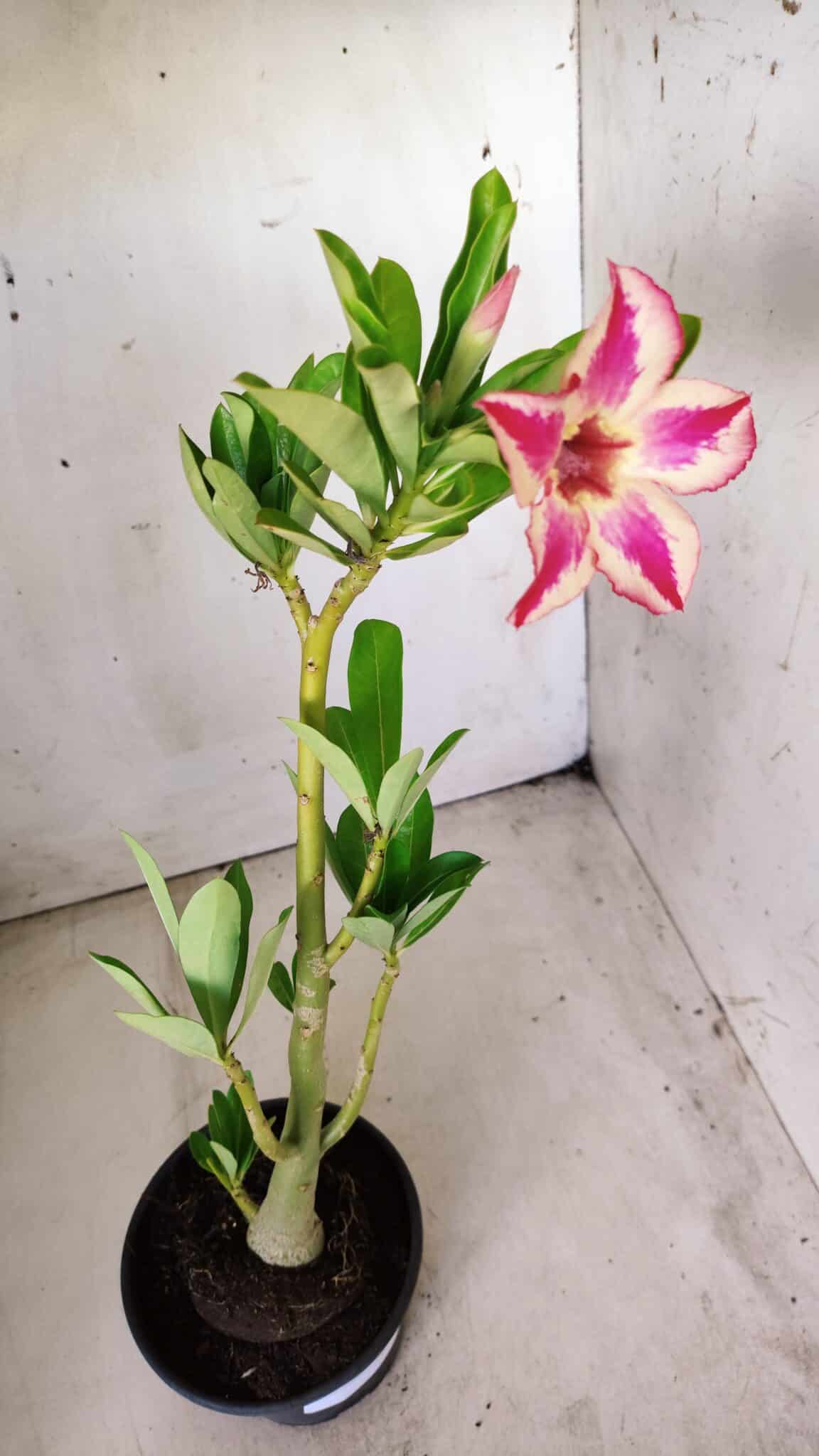 Planta Simples 2642 – 30cm – 02 anos