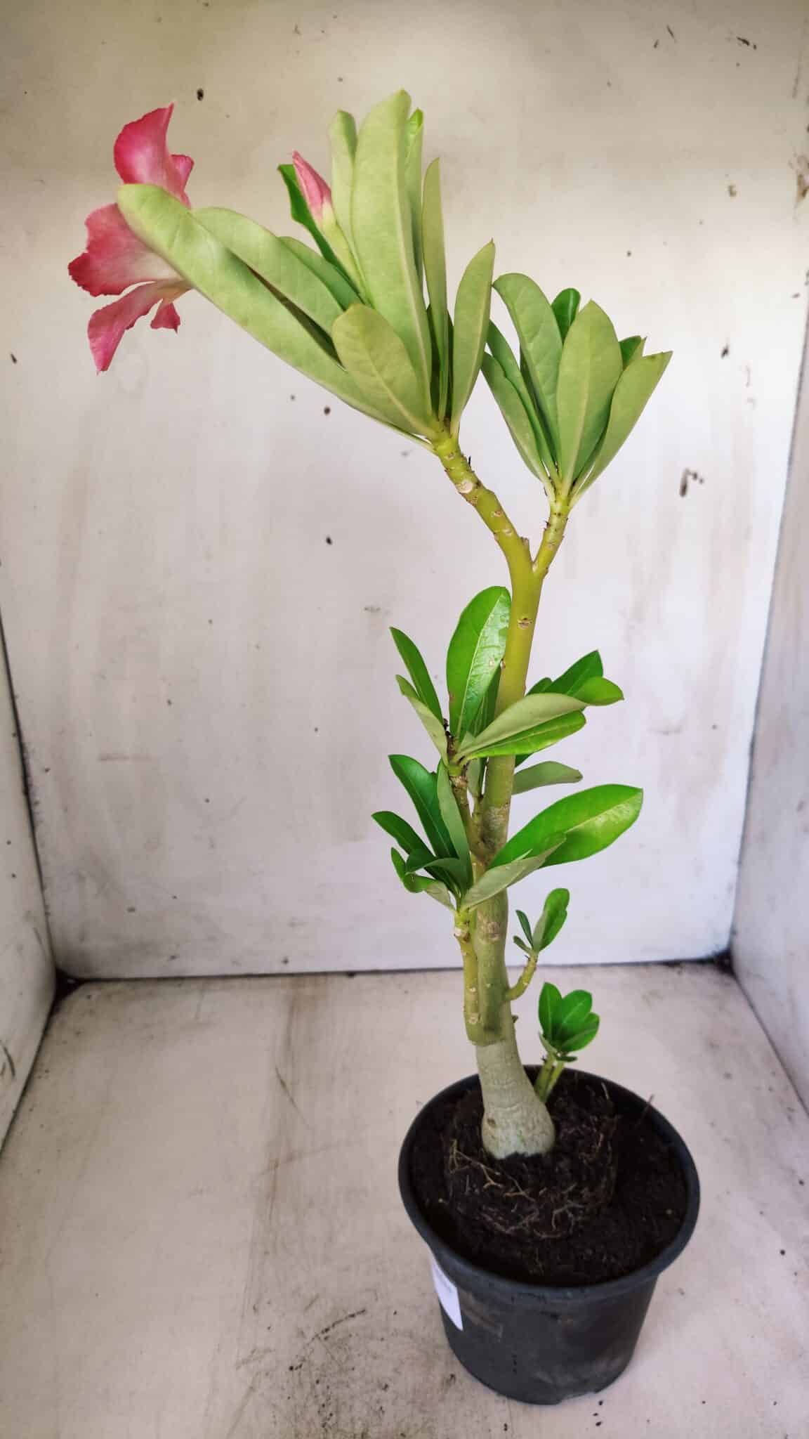 Planta Simples 2642 – 30cm – 02 anos