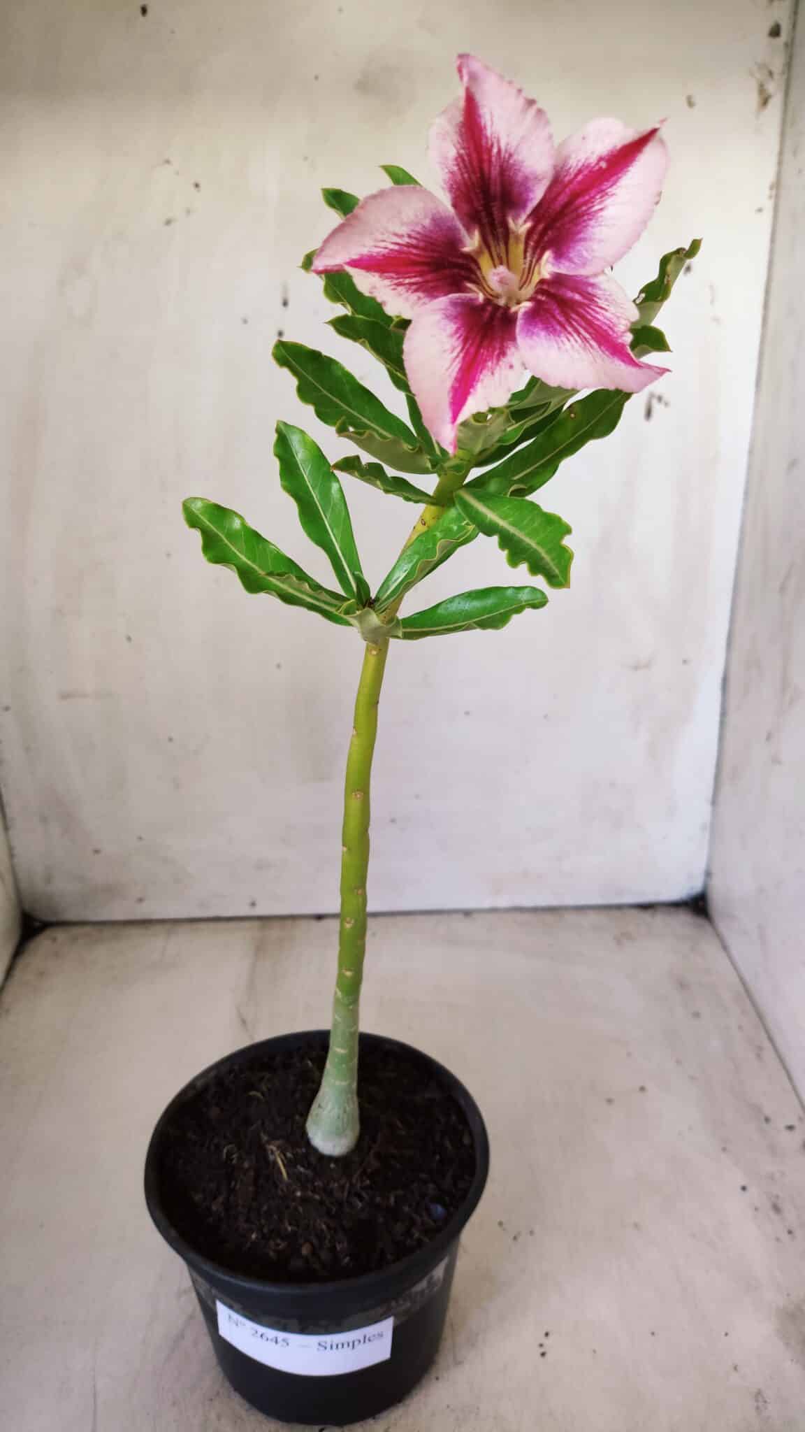 Planta Simples 2645 – 30cm – 02 anos