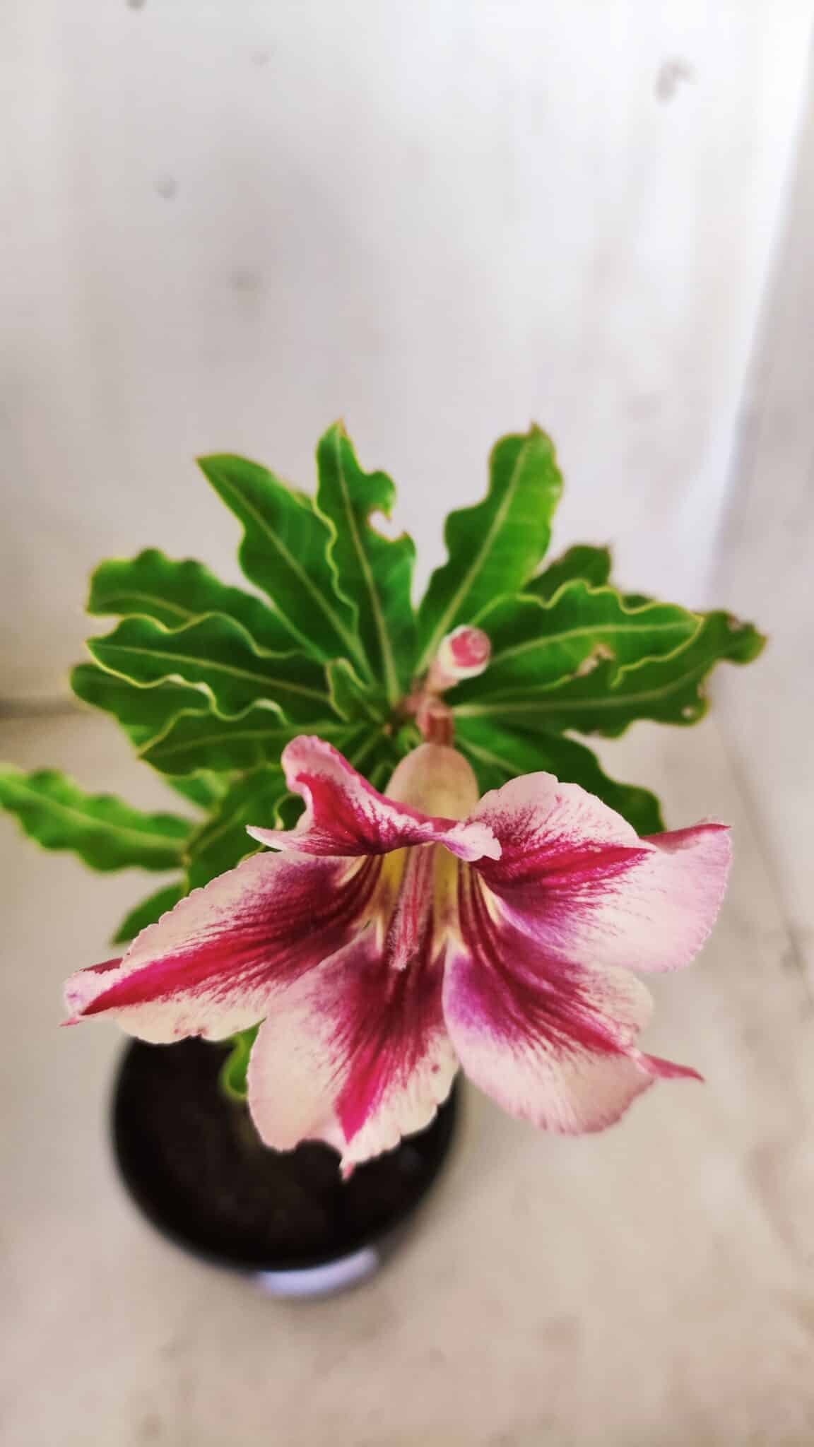 Planta Simples 2645 – 30cm – 02 anos