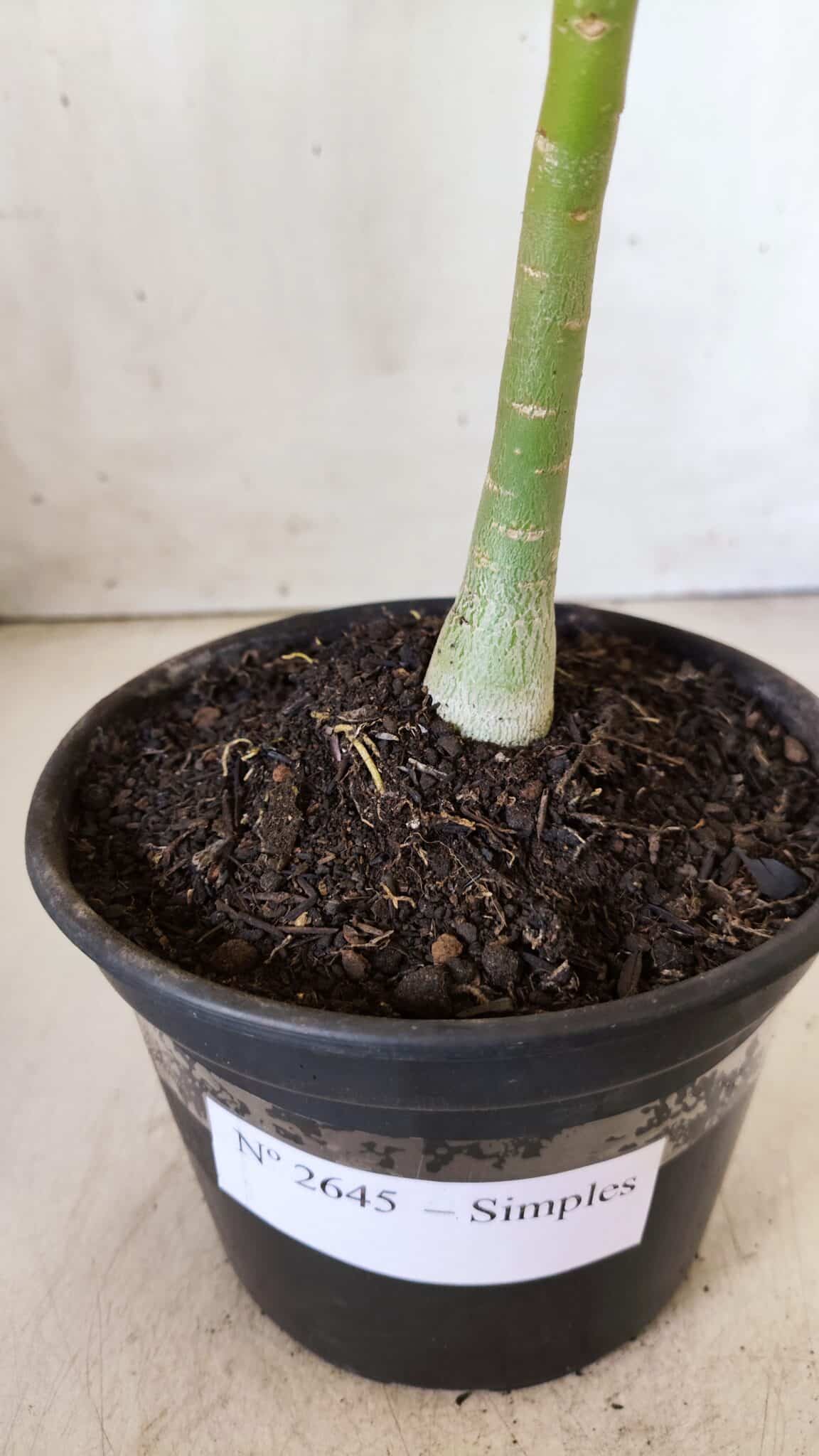 Planta Simples 2645 – 30cm – 02 anos