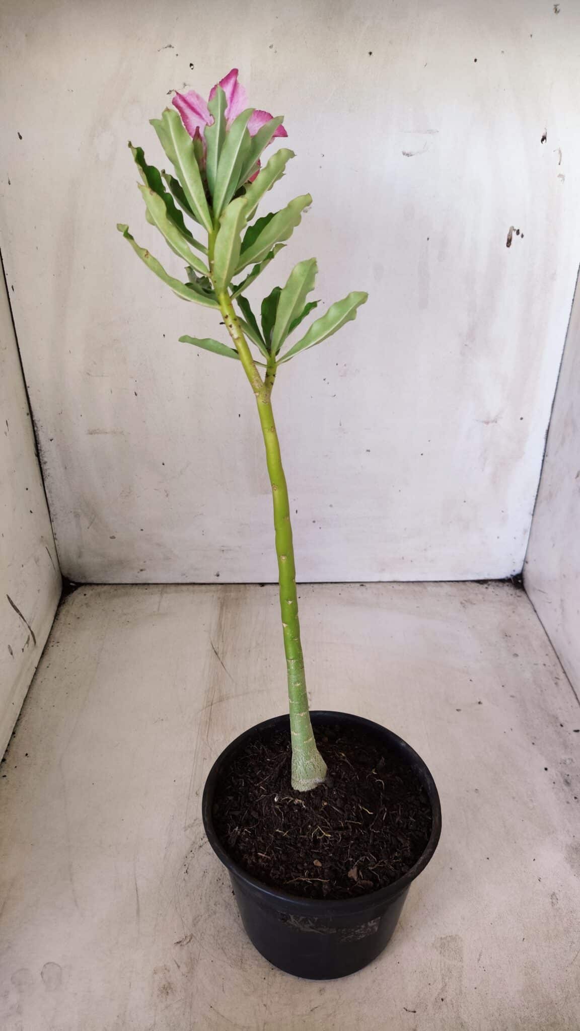 Planta Simples 2645 – 30cm – 02 anos