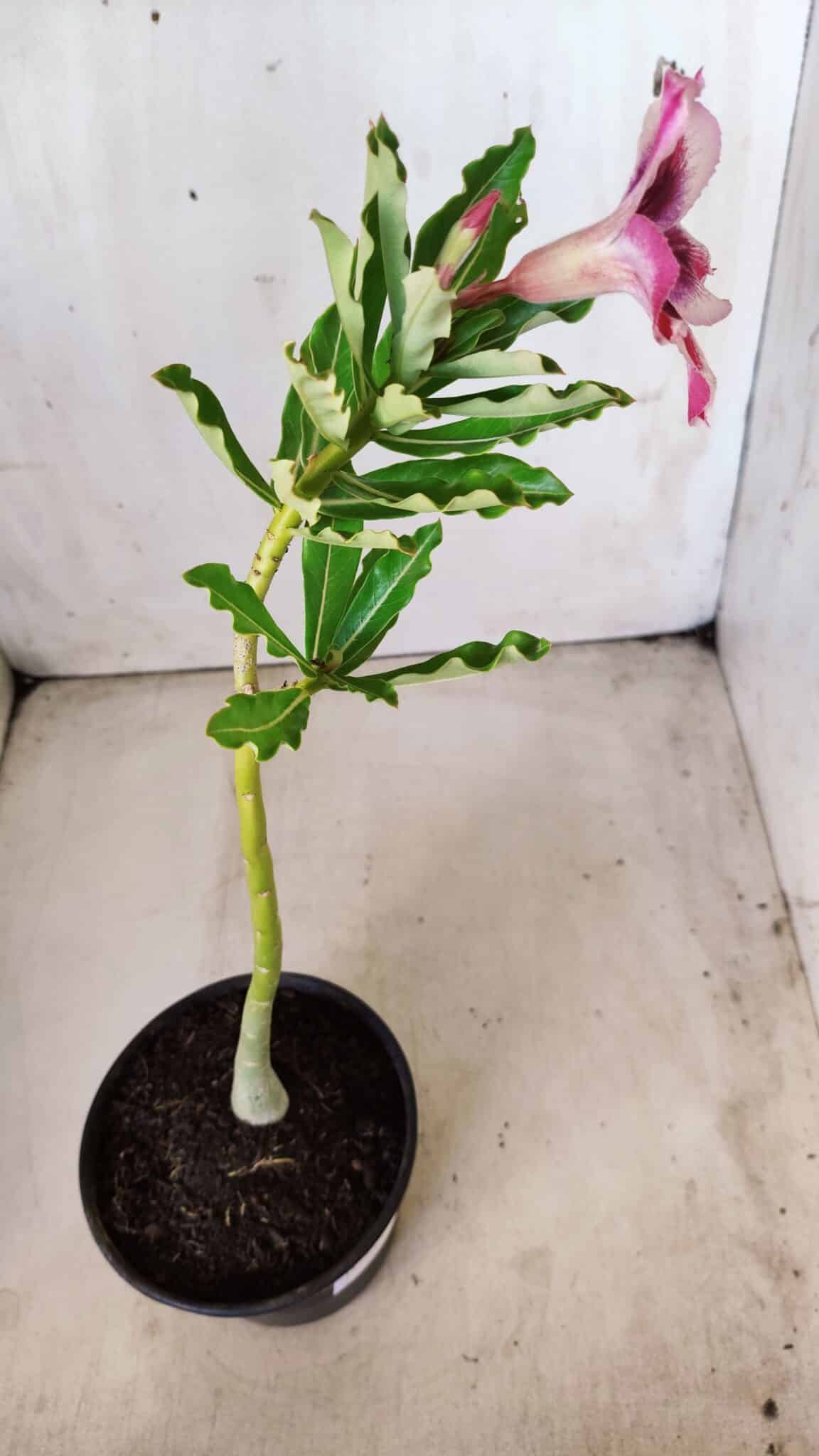 Planta Simples 2645 – 30cm – 02 anos