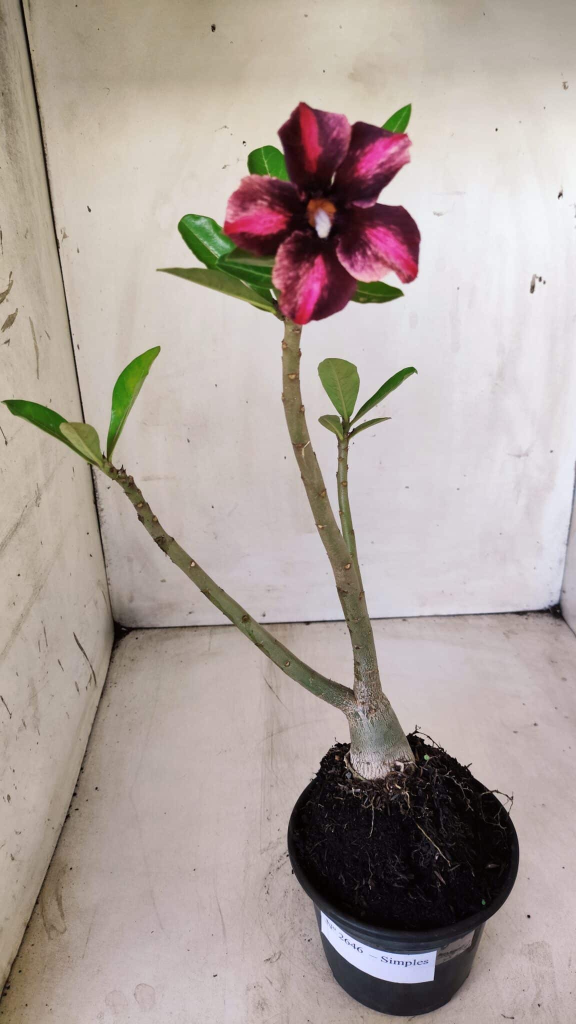 Planta Simples 2646 – 40cm – 03 anos