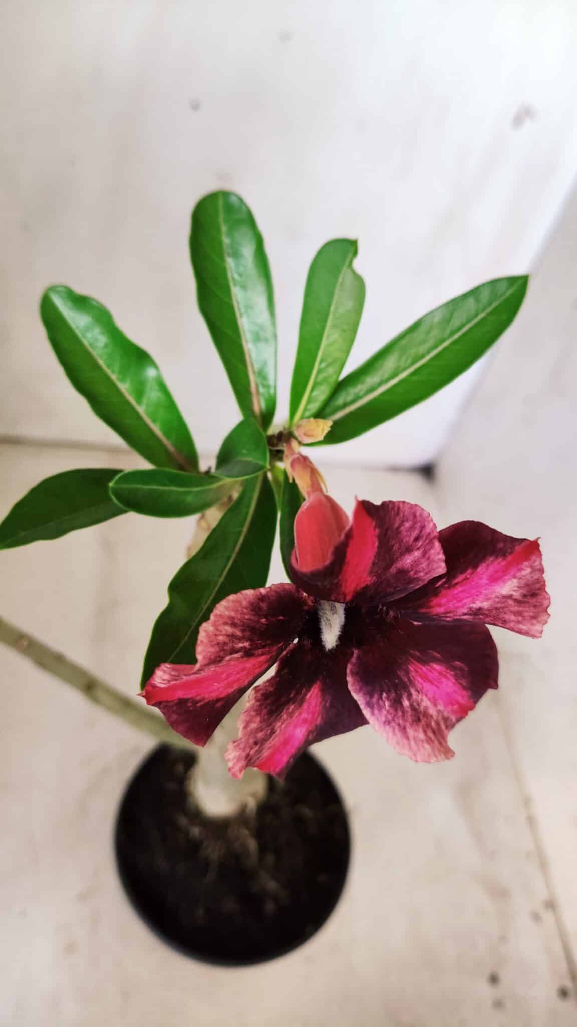 Planta Simples 2646 – 40cm – 03 anos