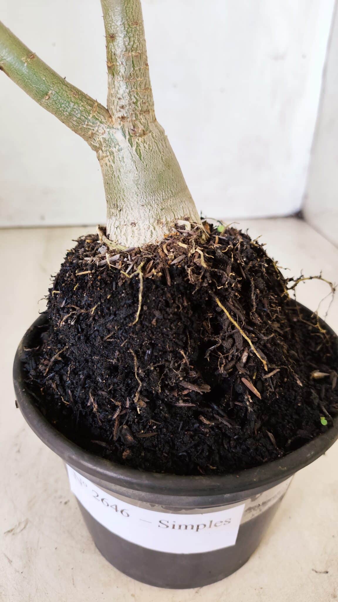 Planta Simples 2646 – 40cm – 03 anos