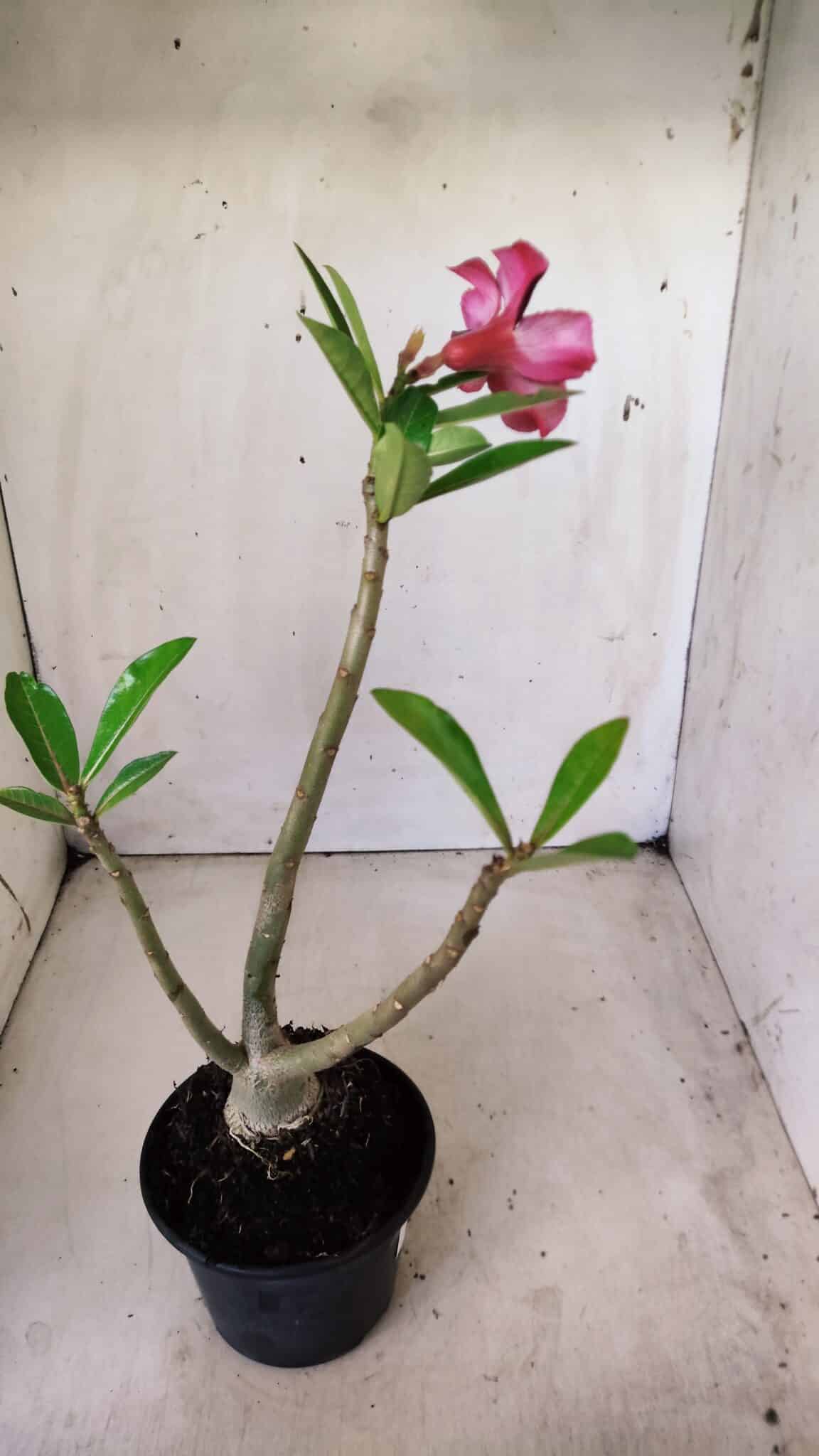 Planta Simples 2646 – 40cm – 03 anos