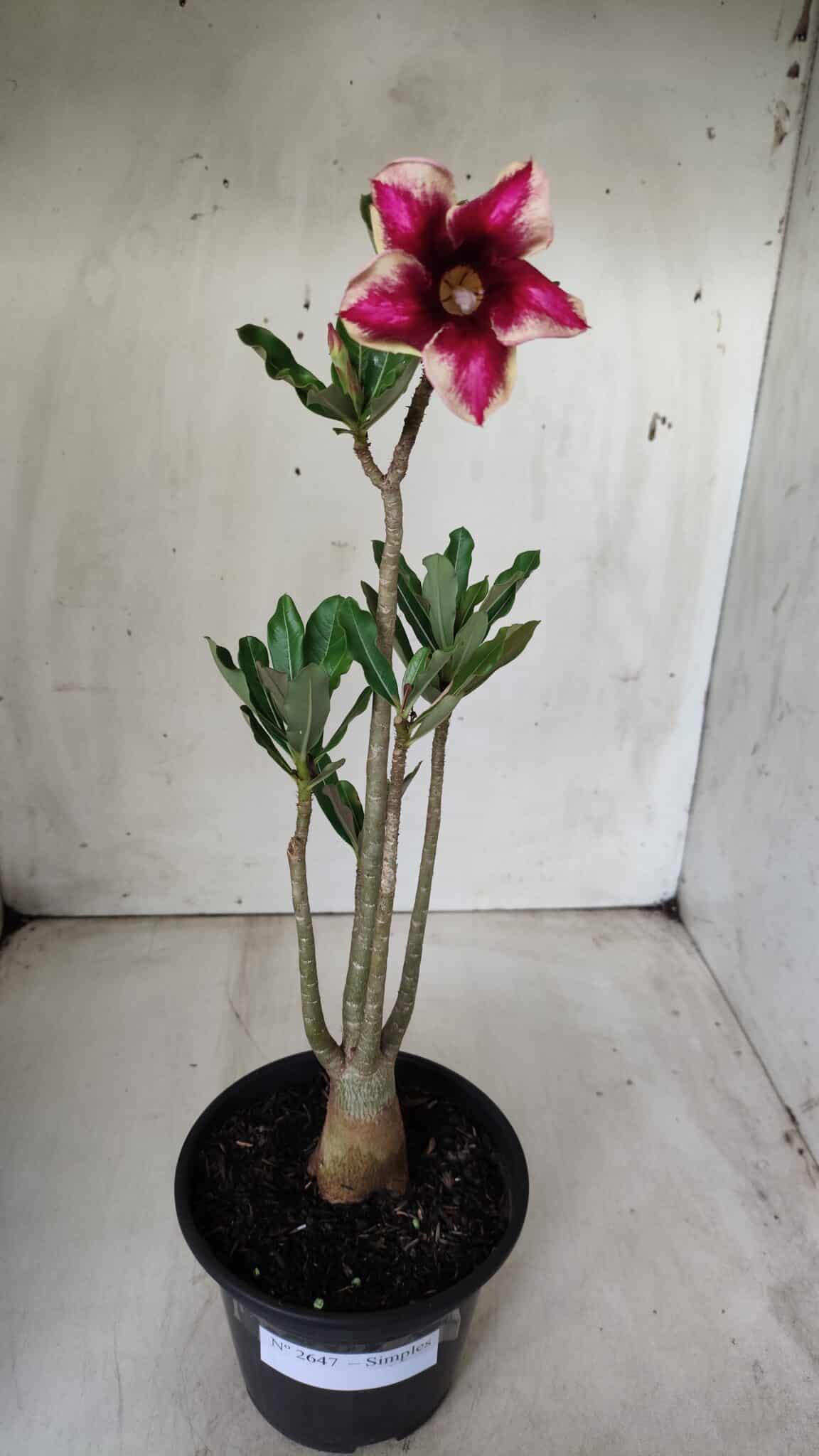 Planta Simples 2647 – 30cm – 02 anos