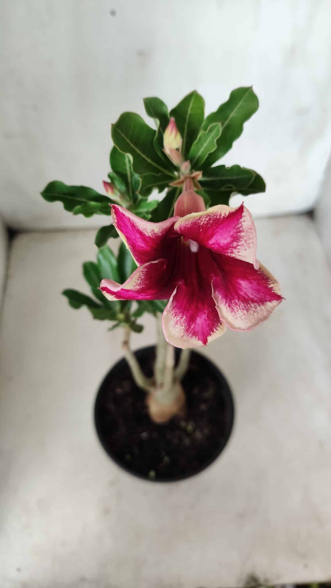 Planta Simples 2647 – 30cm – 02 anos