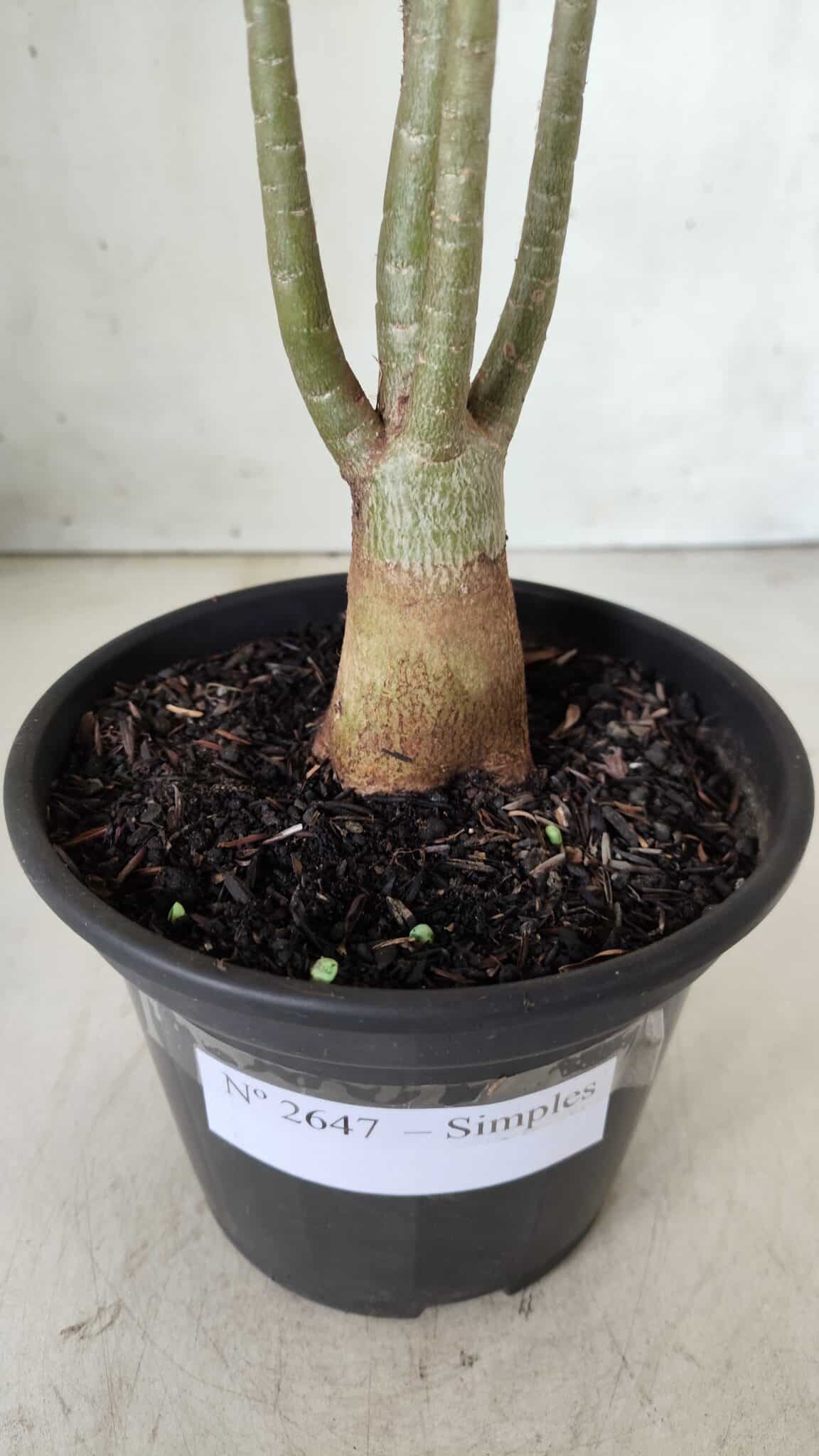 Planta Simples 2647 – 30cm – 02 anos