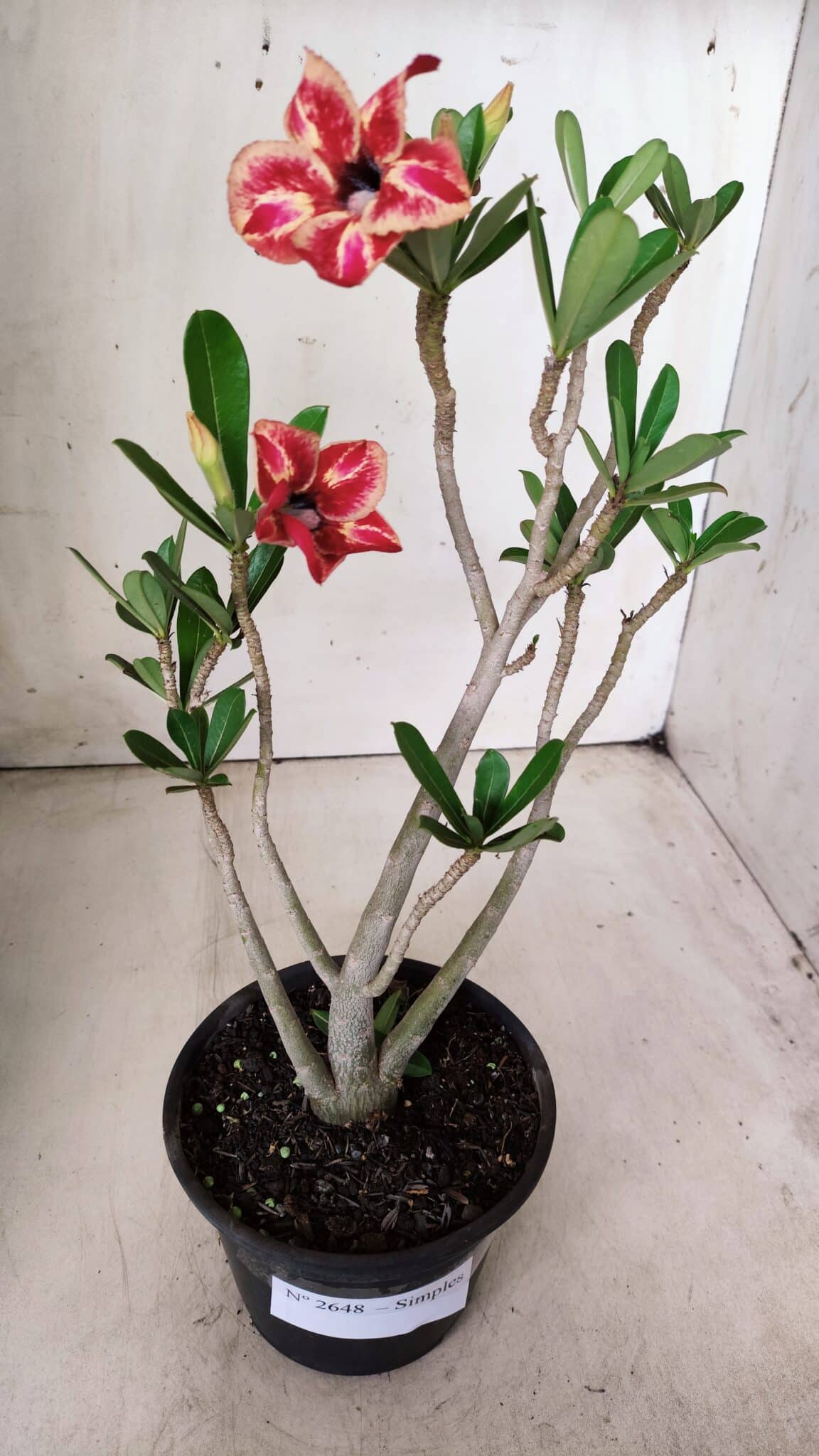Planta Simples 2648 – 30cm – 02 anos