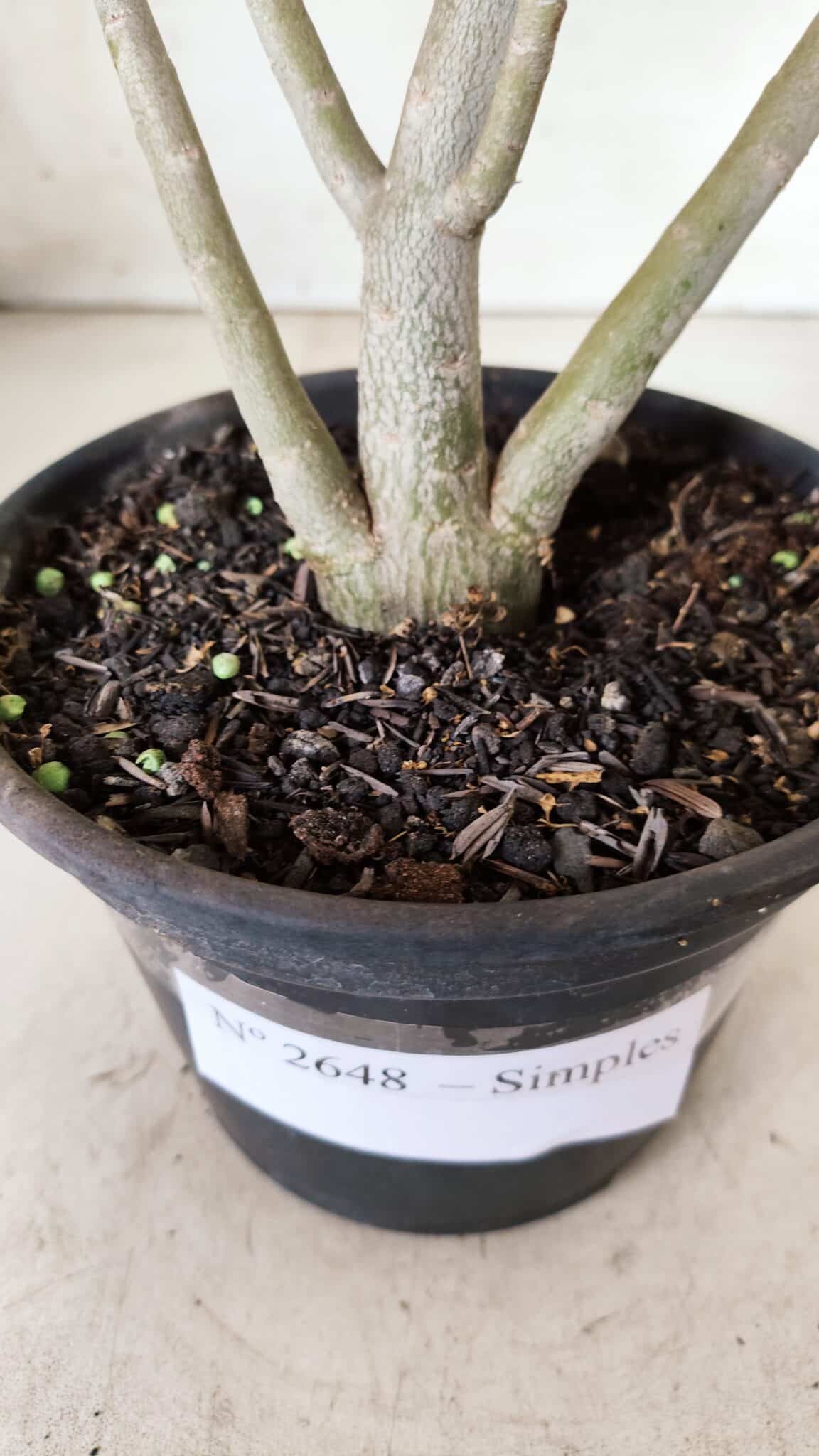 Planta Simples 2648 – 30cm – 02 anos