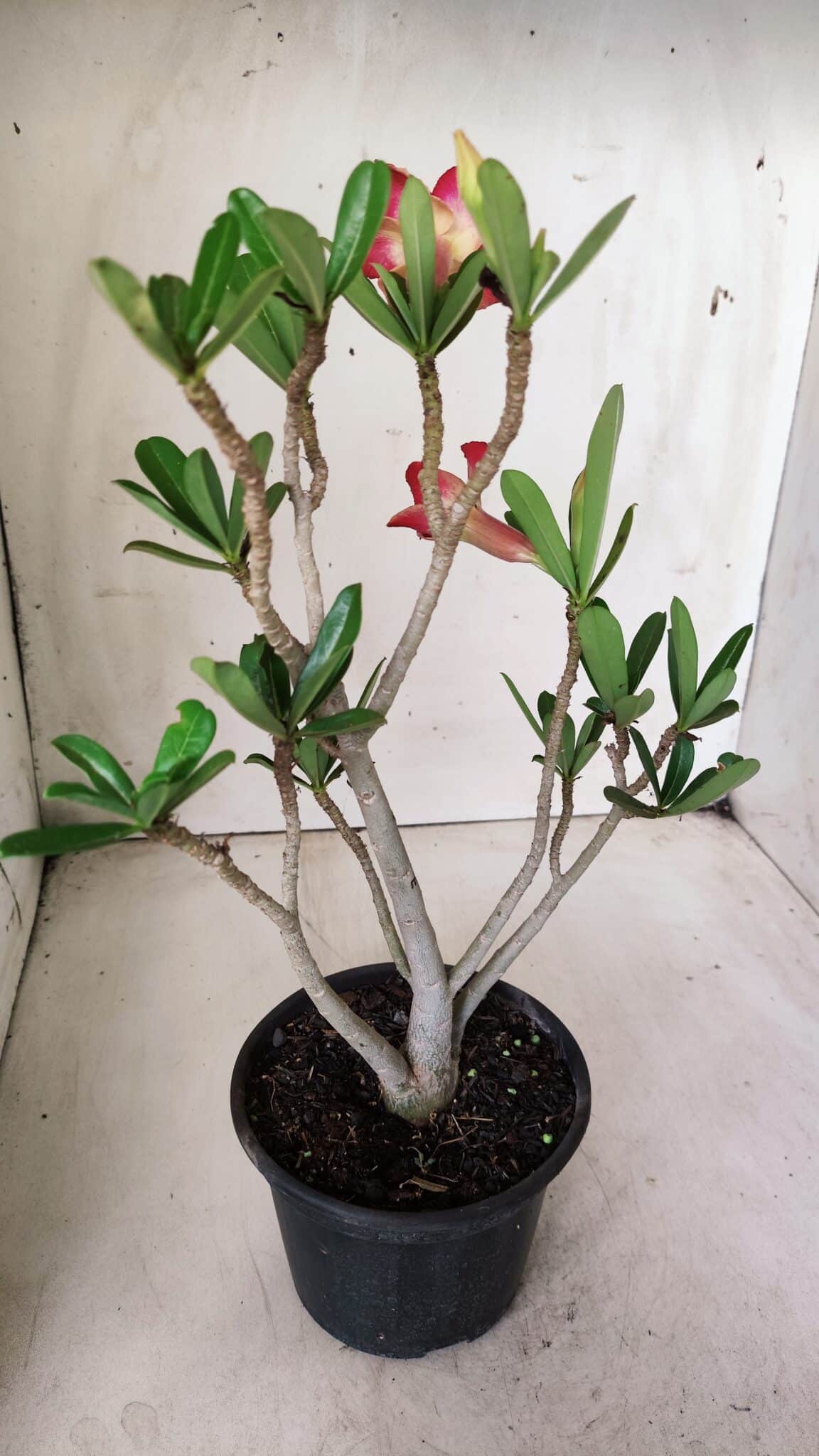 Planta Simples 2648 – 30cm – 02 anos