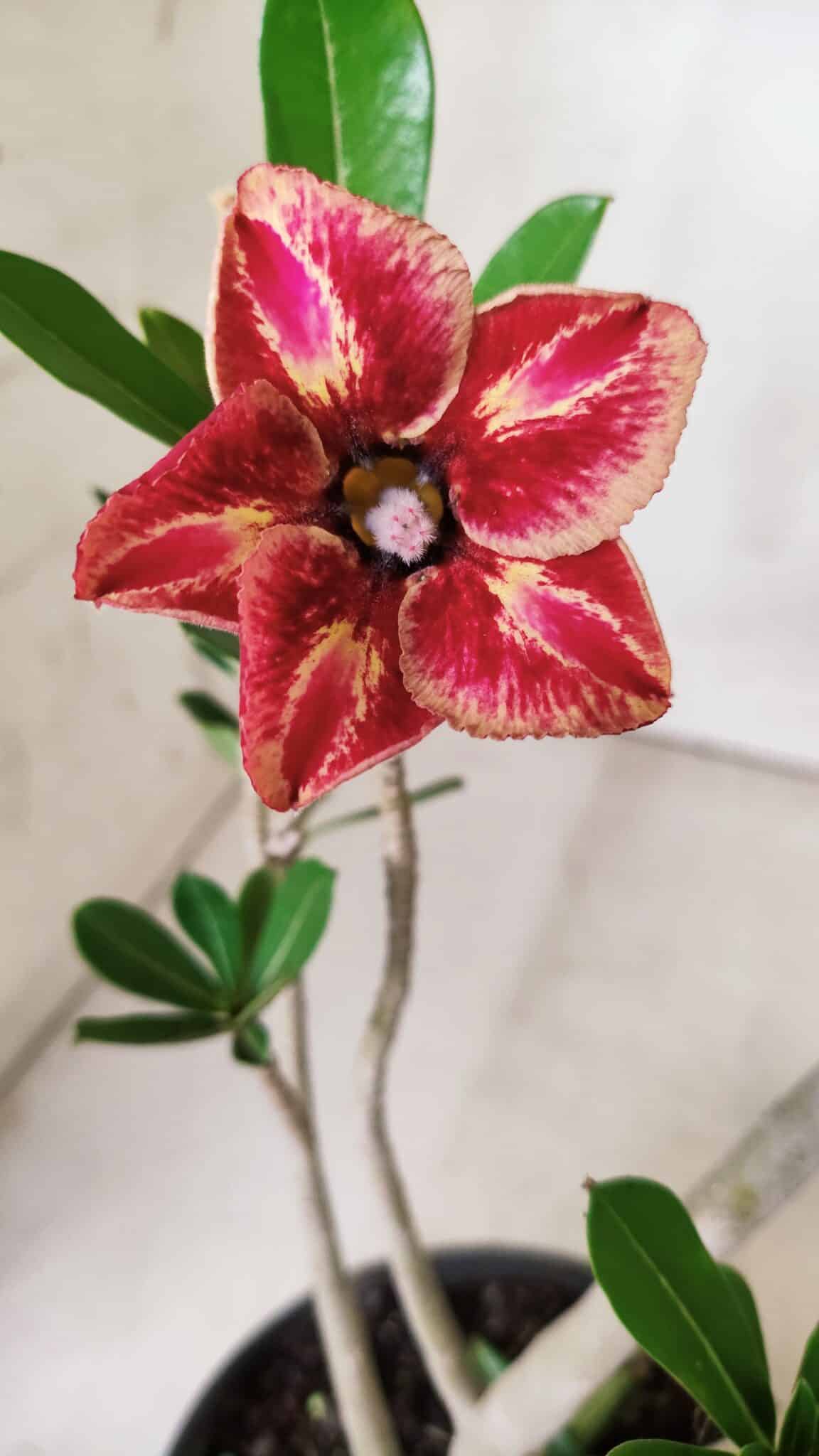 Planta Simples 2648 – 30cm – 02 anos