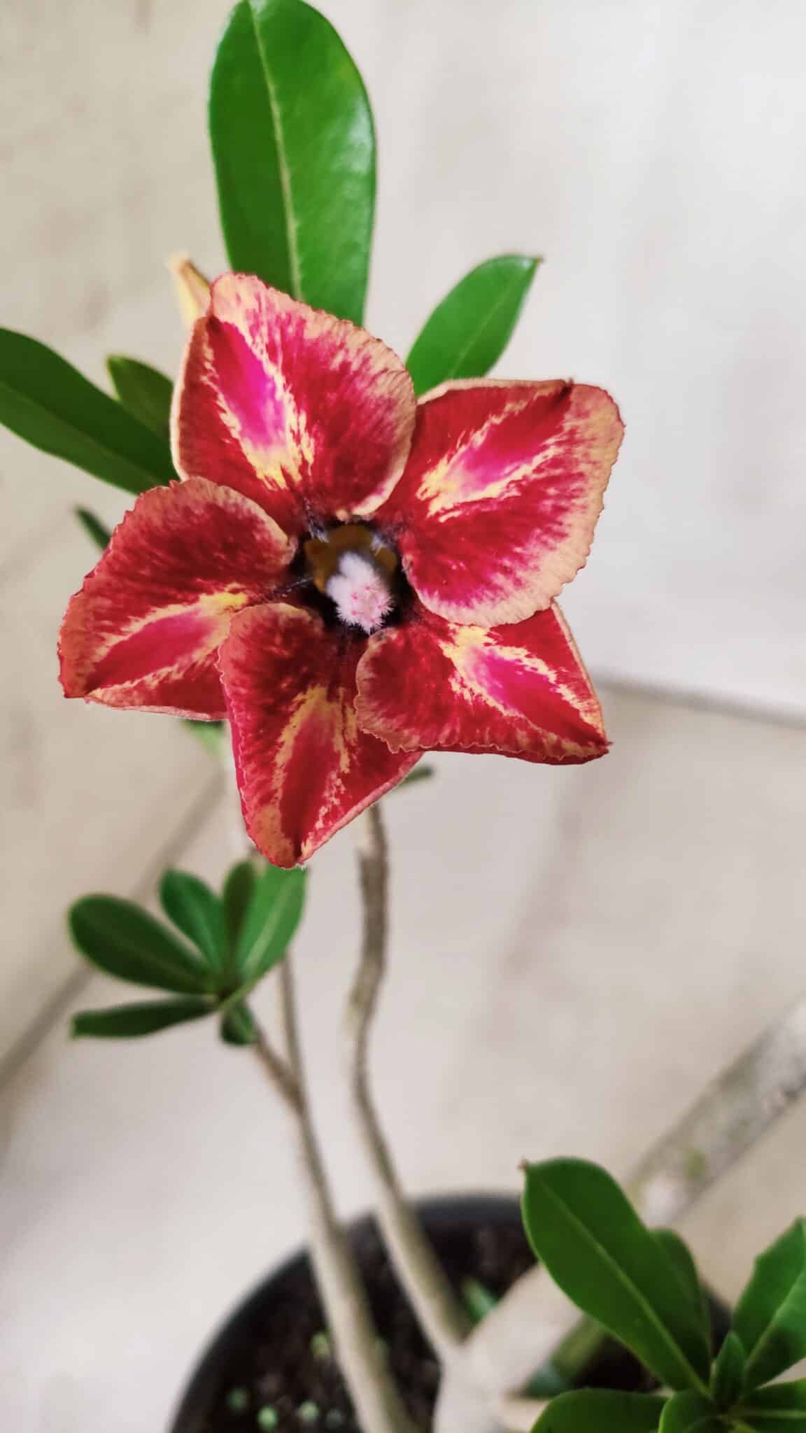 Planta Simples 2648 – 30cm – 02 anos