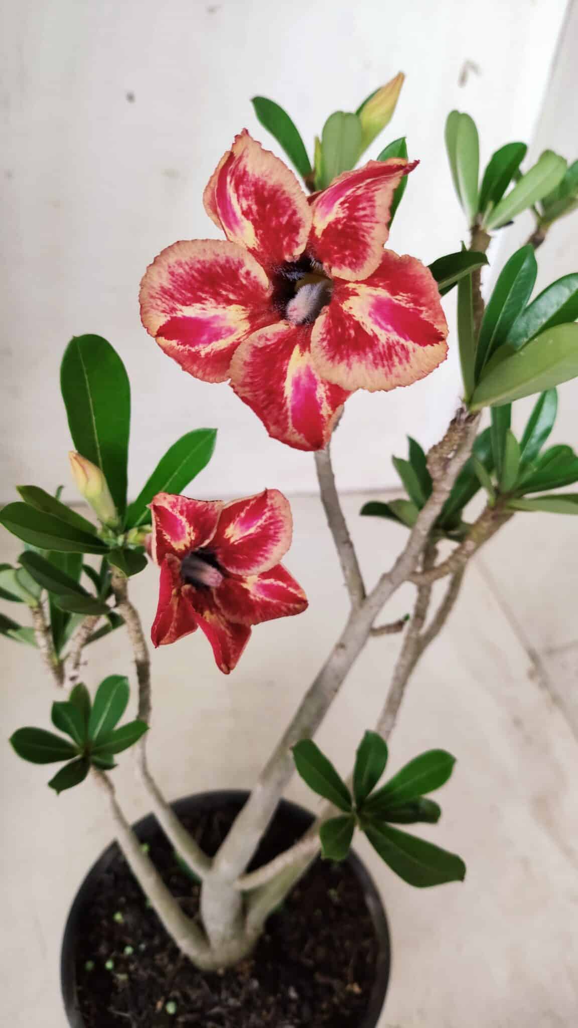 Planta Simples 2648 – 30cm – 02 anos