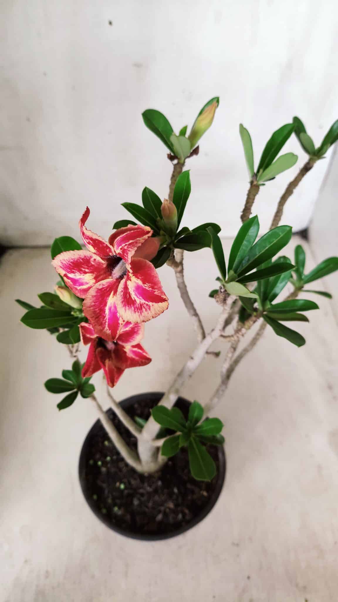 Planta Simples 2648 – 30cm – 02 anos