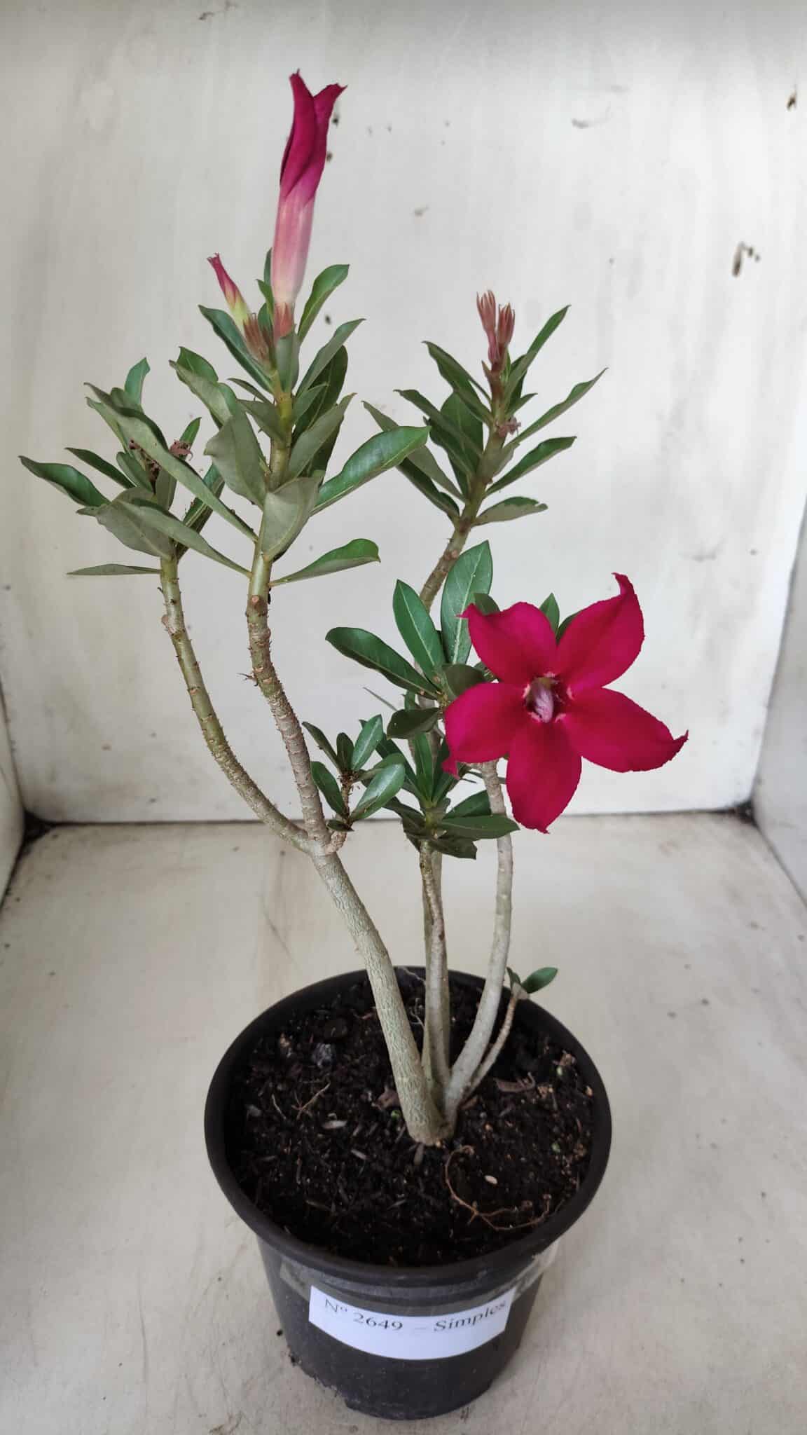 Planta Simples 2649 – 30cm – 02 anos