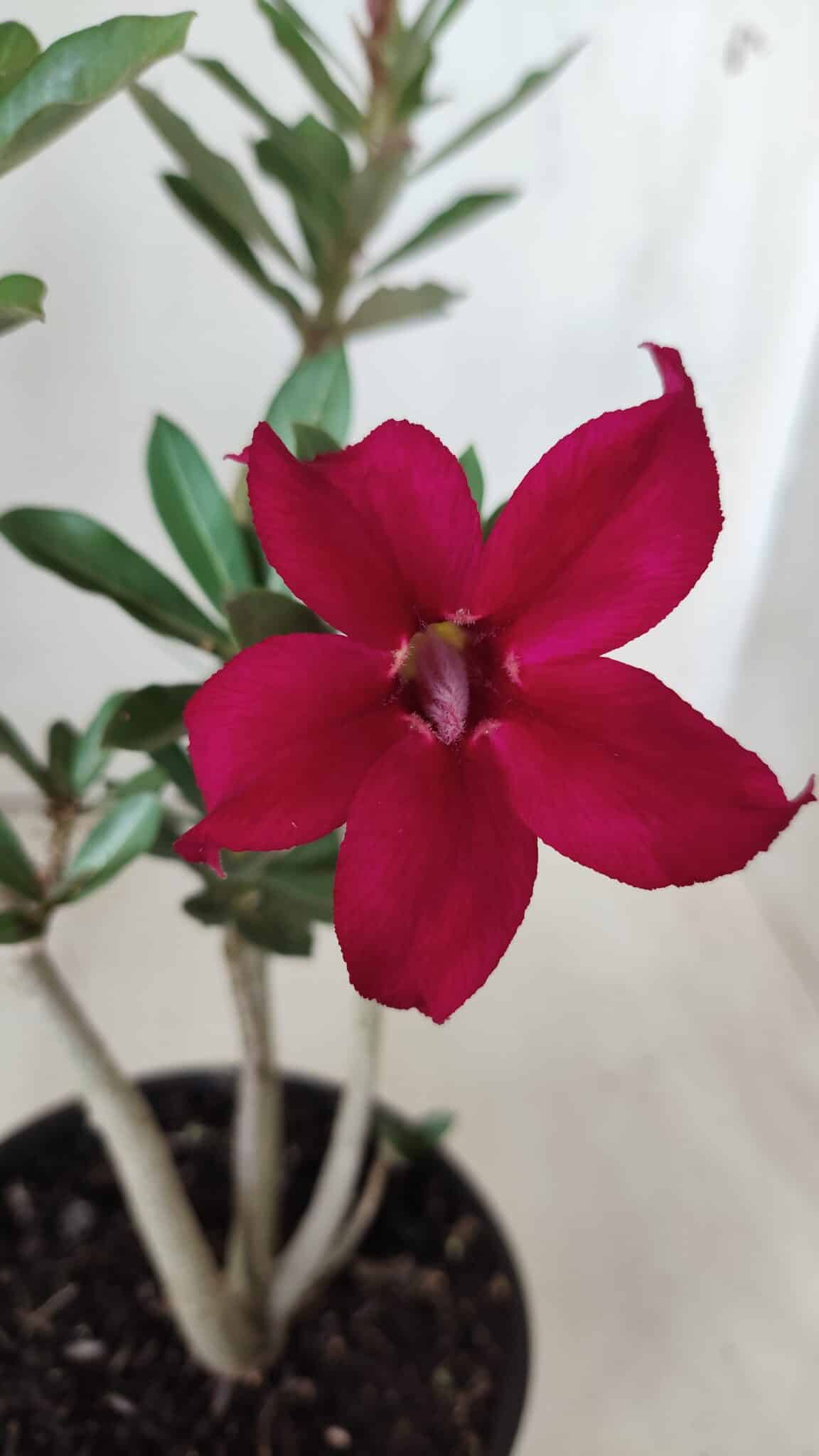 Planta Simples 2649 – 30cm – 02 anos