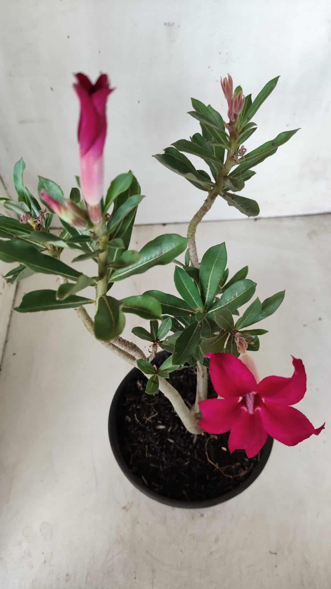 Planta Simples 2649 – 30cm – 02 anos